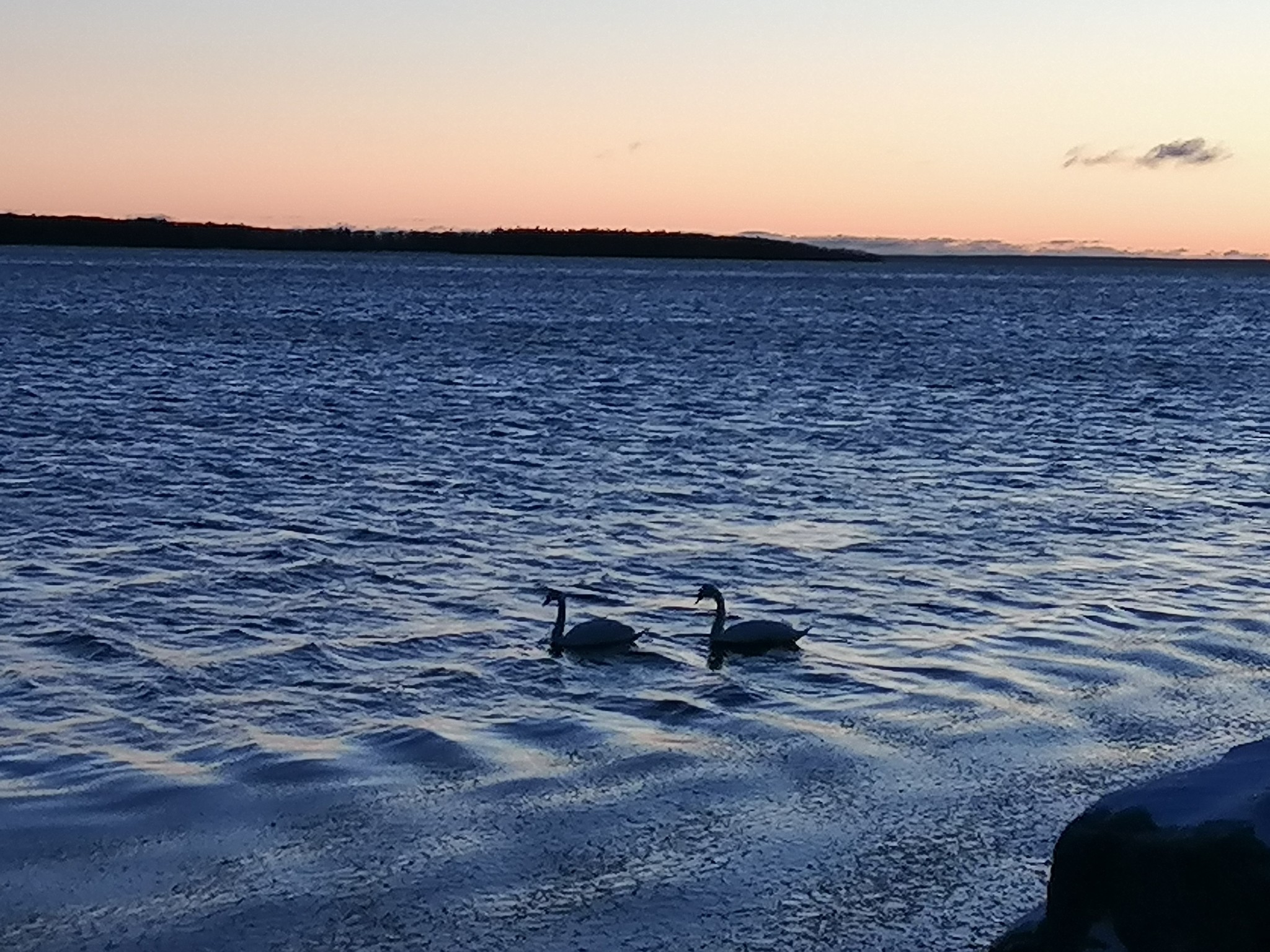 Swans, morning, Gulf of Finland - My, Swans, Morning, The Gulf of Finland, Longpost