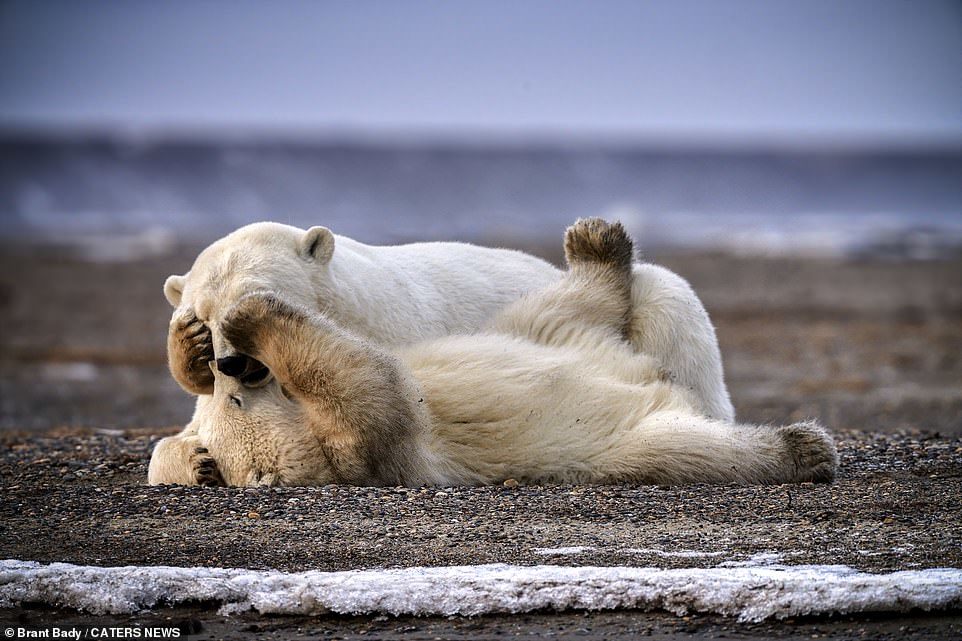 Polar bear cub plays with mom - The Bears, Polar bear, Milota, Longpost, Animals