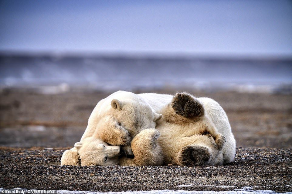 Polar bear cub plays with mom - The Bears, Polar bear, Milota, Longpost, Animals