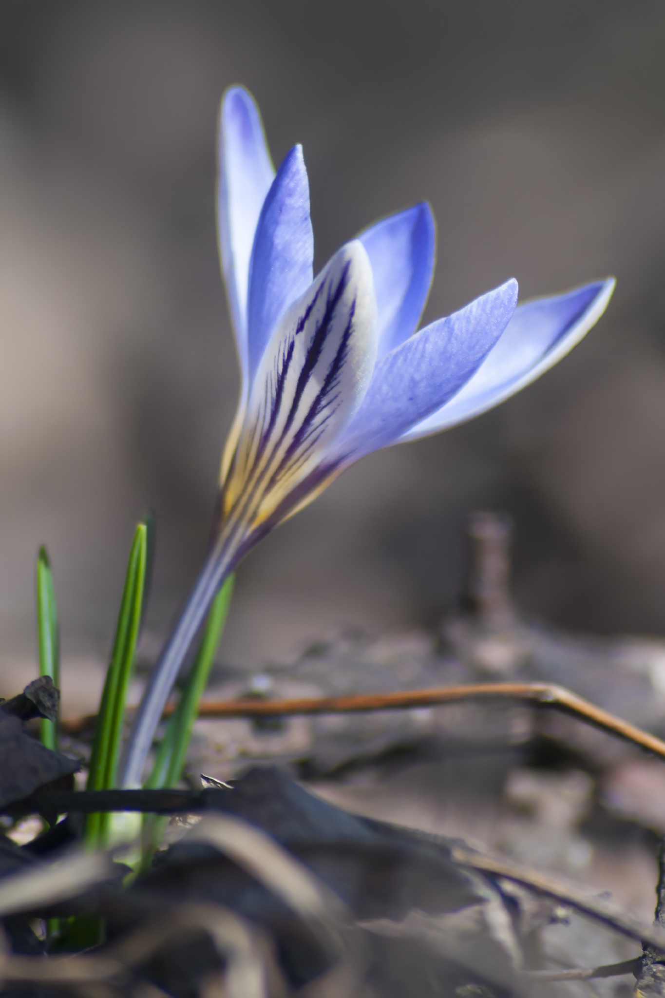 February wild crocuses - My, crocuses, Saffron, February, Beshtau, Longpost