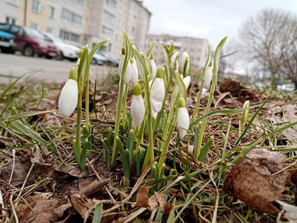 And in our yard... spring is in February - My, Nature, Winter