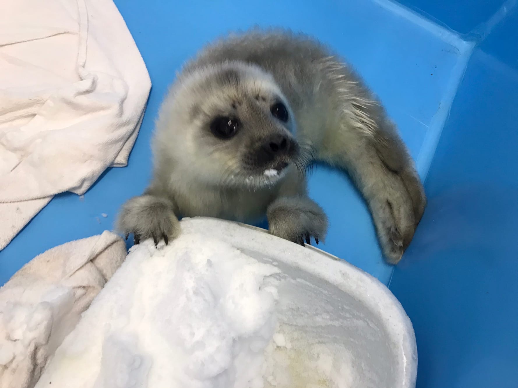 Three-day-old baby nerpul Baby Ksenia crawled out to people in Strelna - Milota, The photo, Ringed seal, Saint Petersburg, Longpost