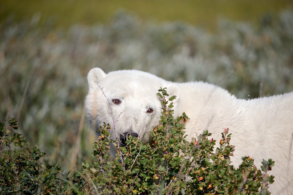 Bear in the bushes - The photo, The Bears, Polar bear, Animals