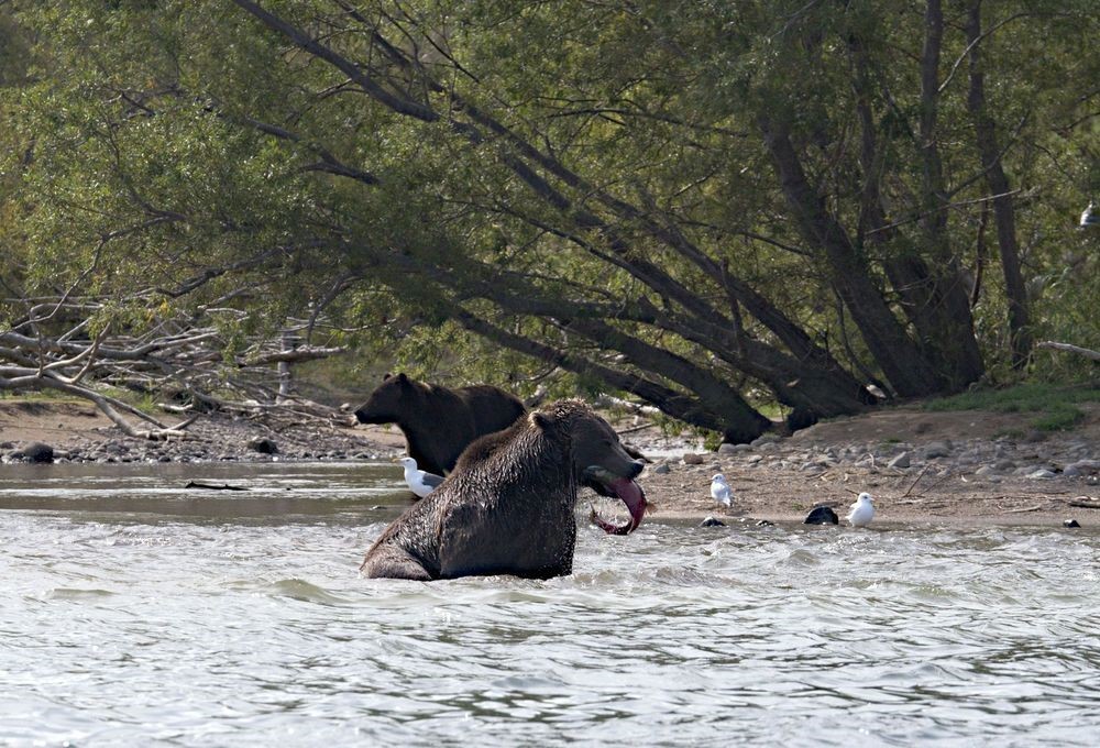 Kamchatka, Kurilskoe, bears - My, Kamchatka, The Bears, Longpost, Ilyinsky Volcano, Kuril lake