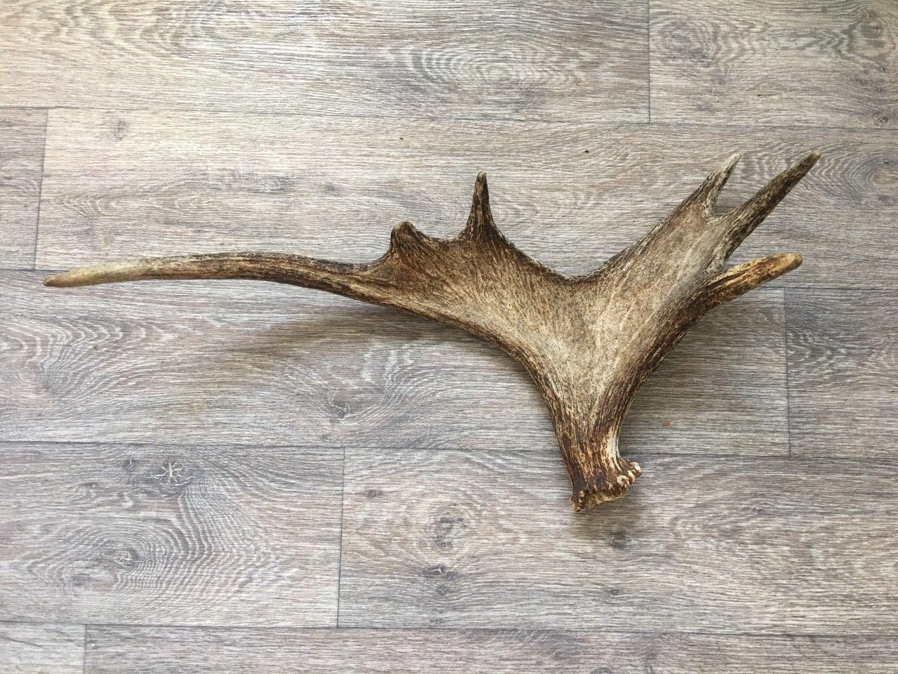 Antler identification - Hunting, Deer, Horns