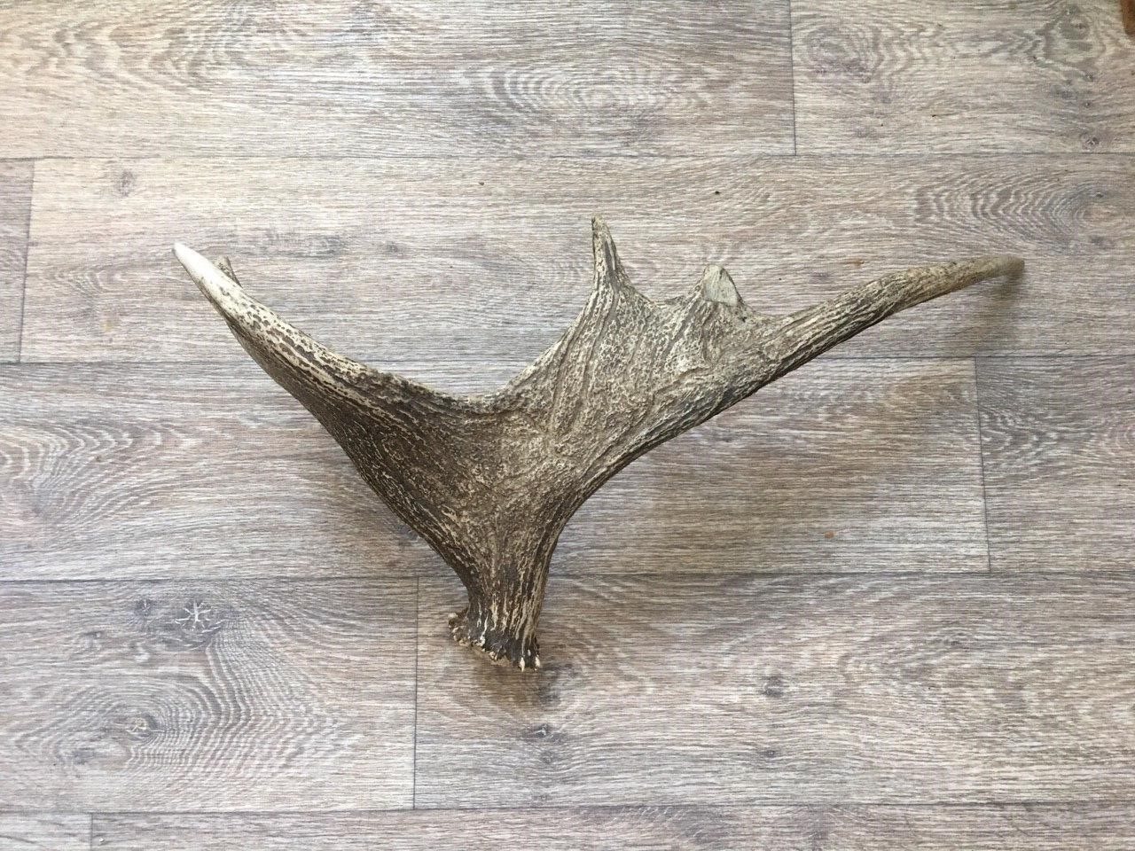 Antler identification - Hunting, Deer, Horns