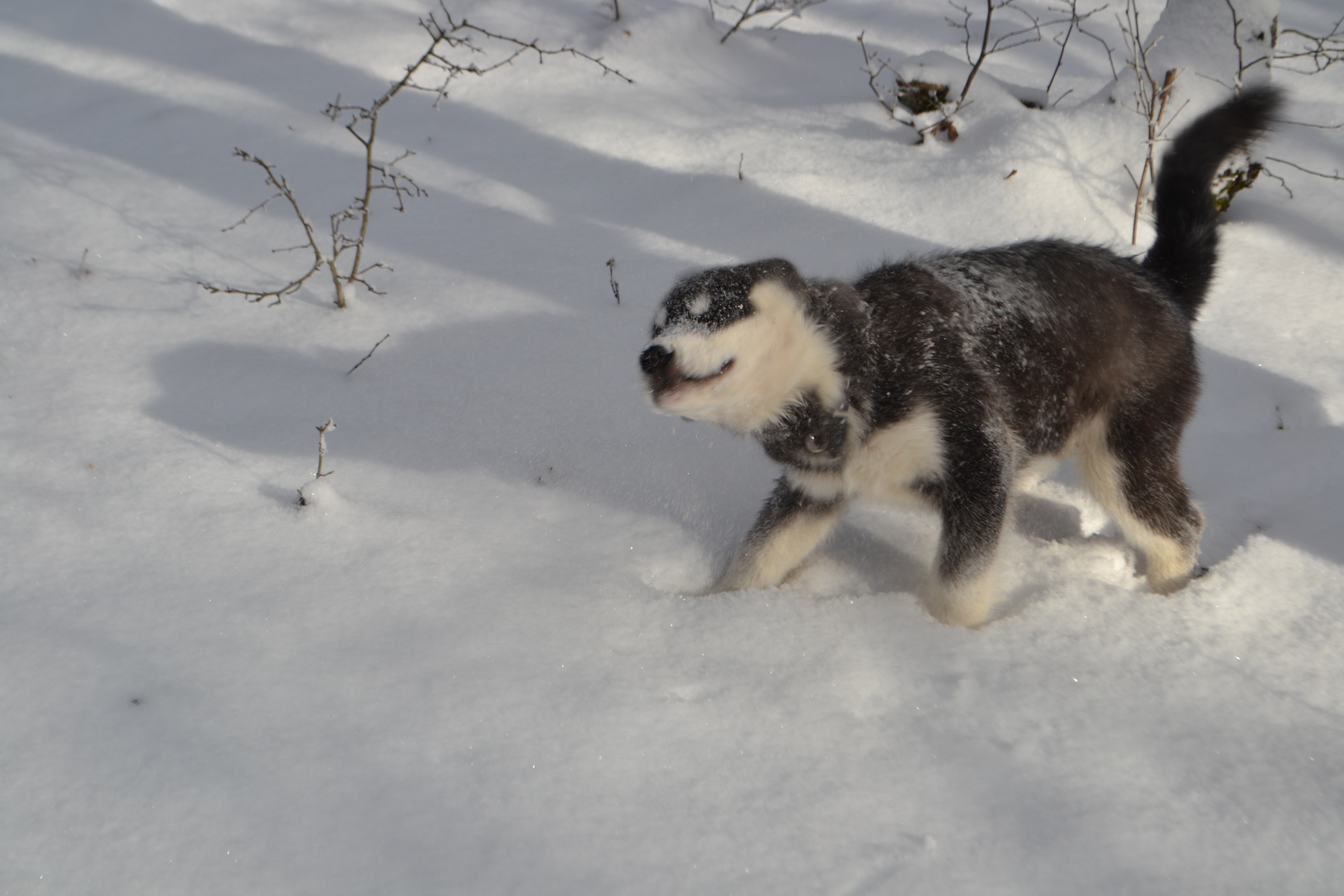 When does a Malamute puppy see snow for the first time? - Puppies, Alaskan Malamute, Snow, The photo, Dog