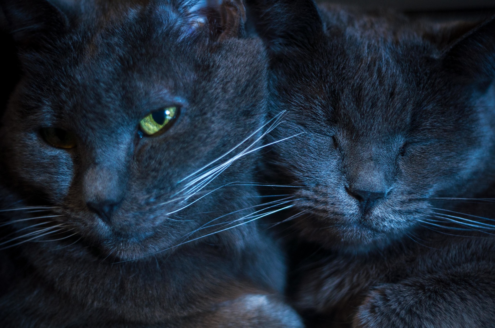 Winter...warm radiators...window sill, and cats - cat, Animal Rescue, Helios-81n