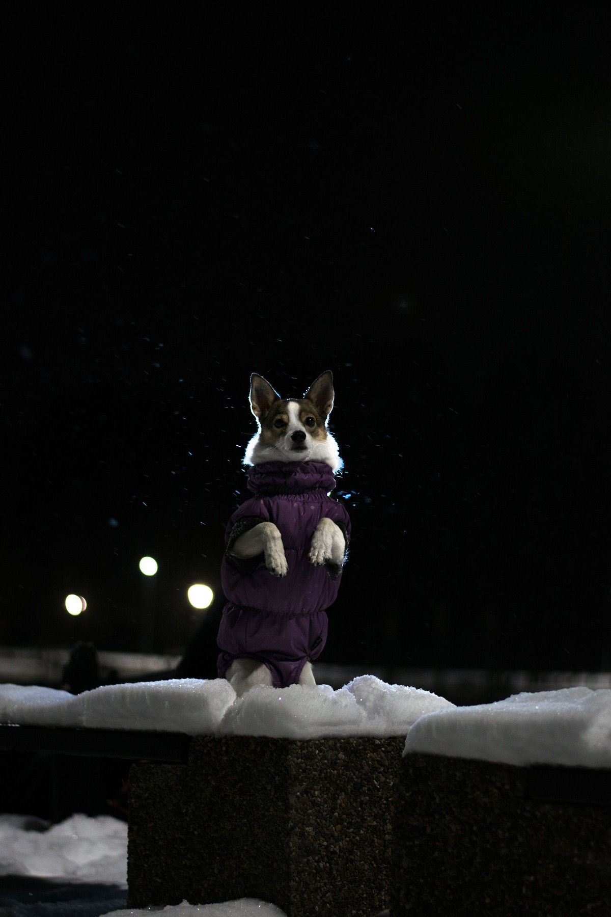 First experience of night photography - My, Cur, Pets, Animals, Dog, Night, The photo, Longpost