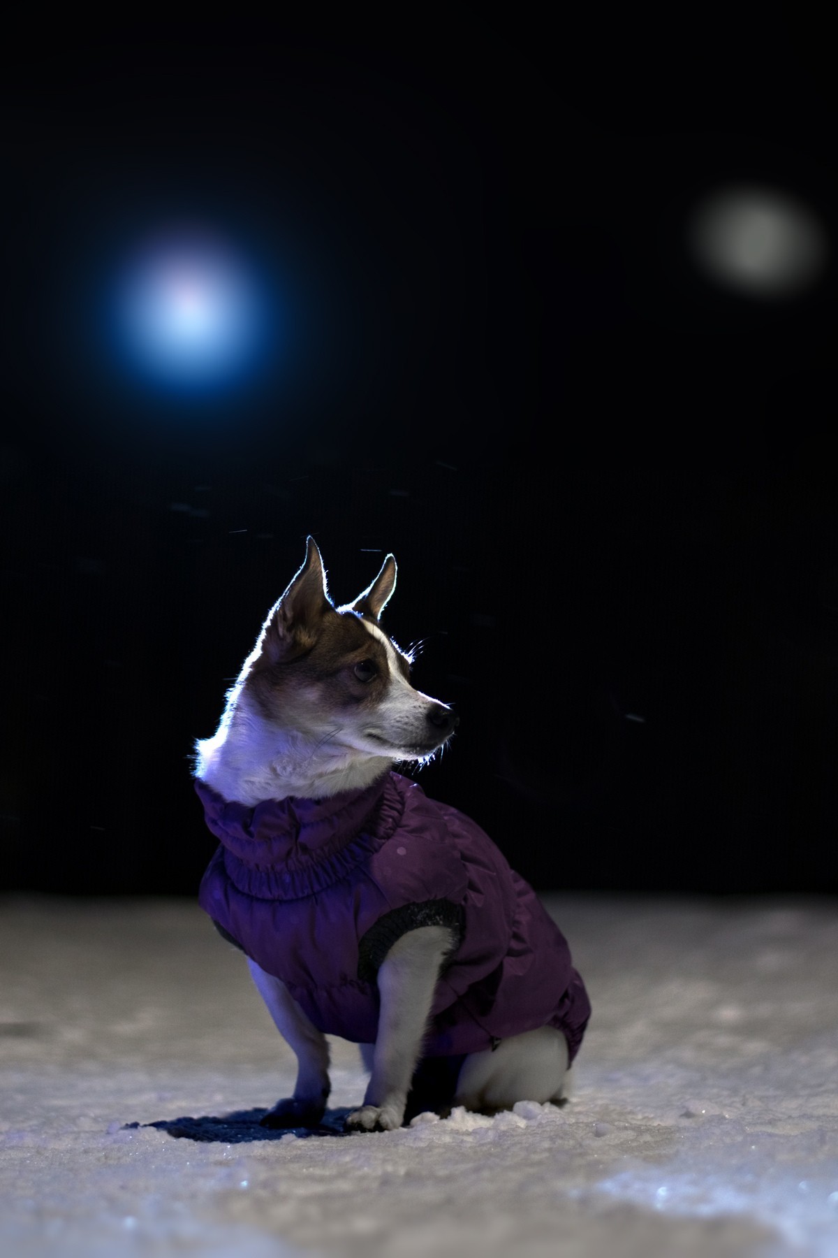 First experience of night photography - My, Cur, Pets, Animals, Dog, Night, The photo, Longpost