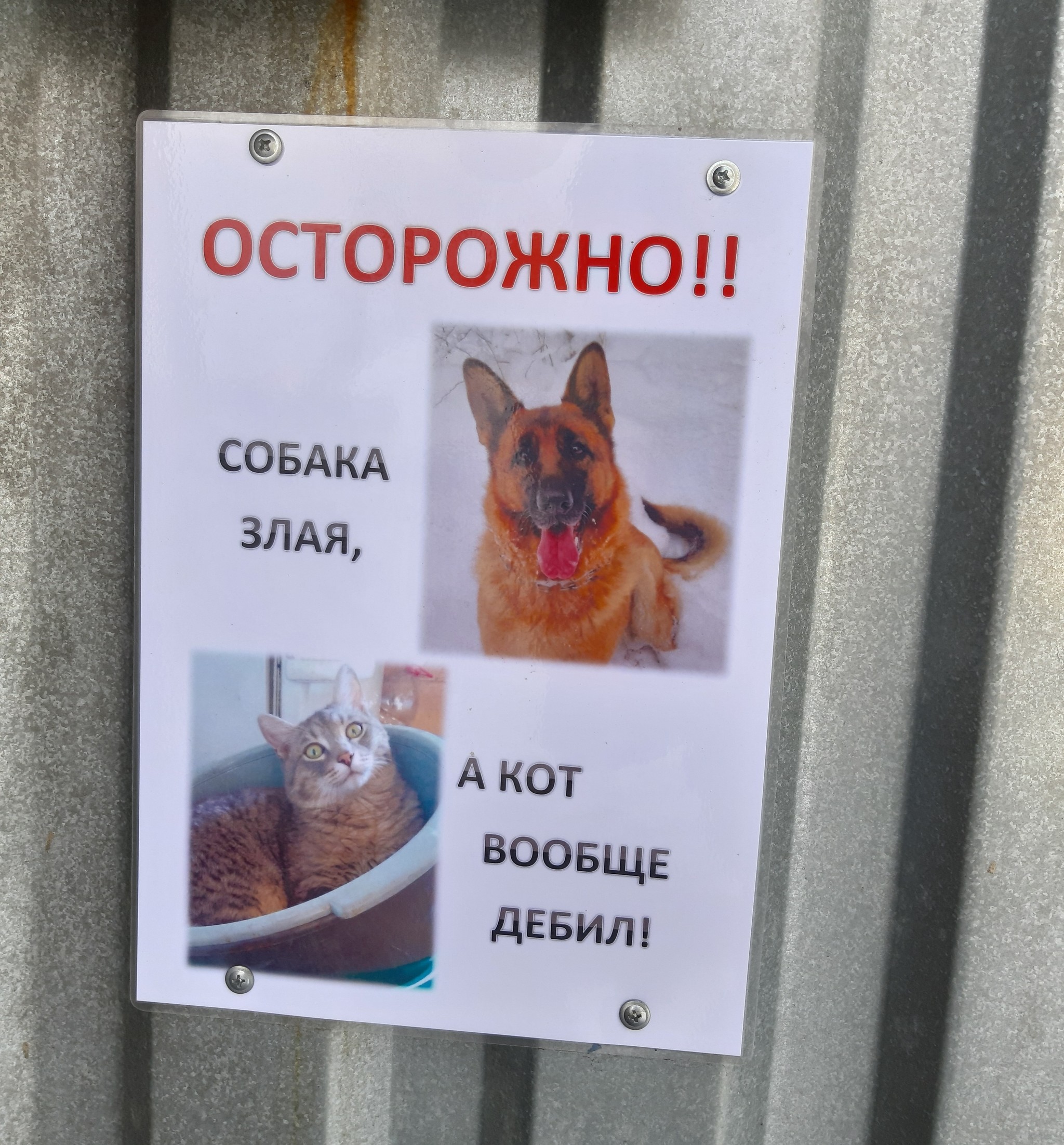 А кот вообще дебил картинка