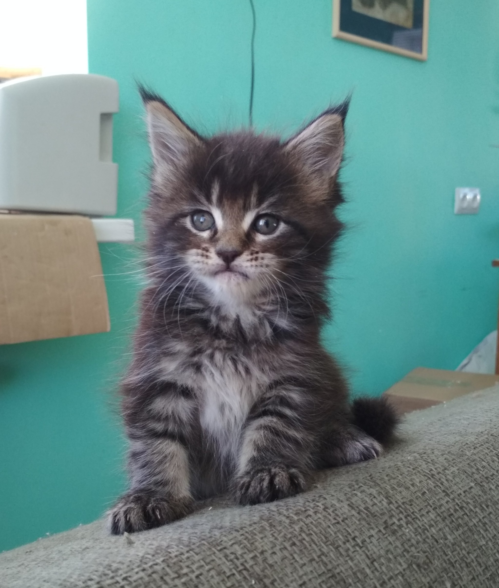 Gang of furry hooligans - My, Maine Coon, cat, Kittens, Catomafia, Longpost