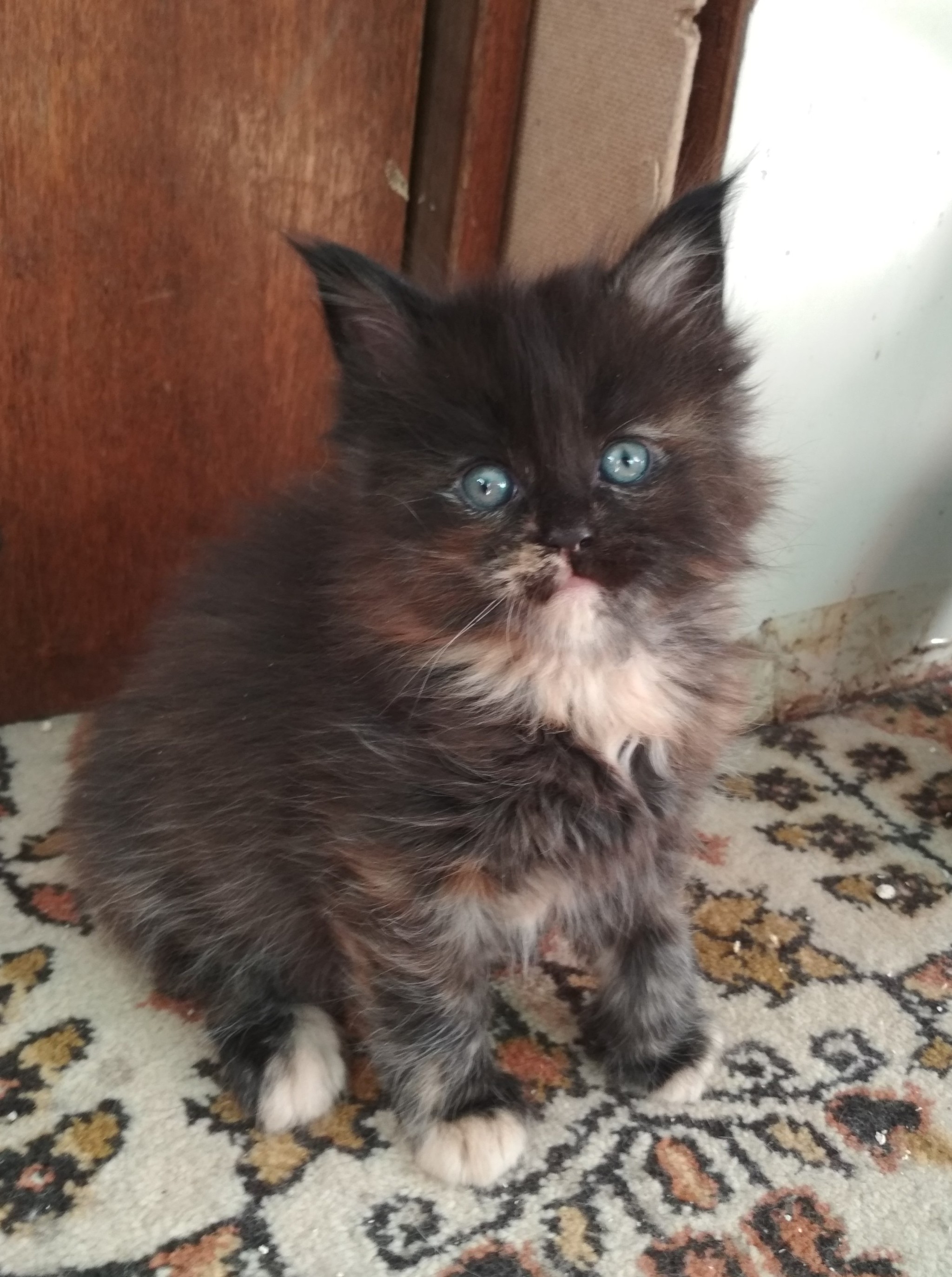 Gang of furry hooligans - My, Maine Coon, cat, Kittens, Catomafia, Longpost