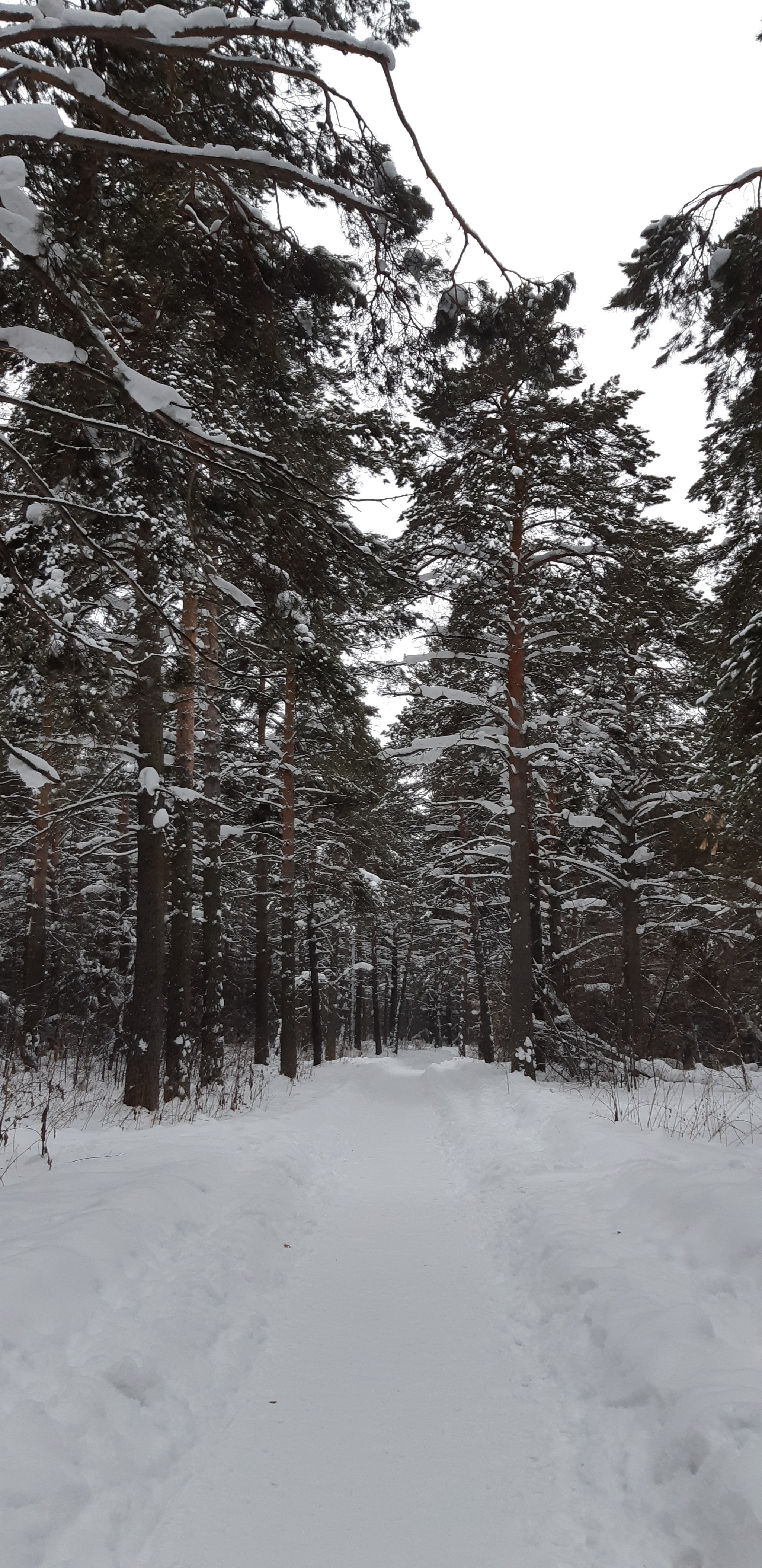 Winter forest - My, Nature, Winter