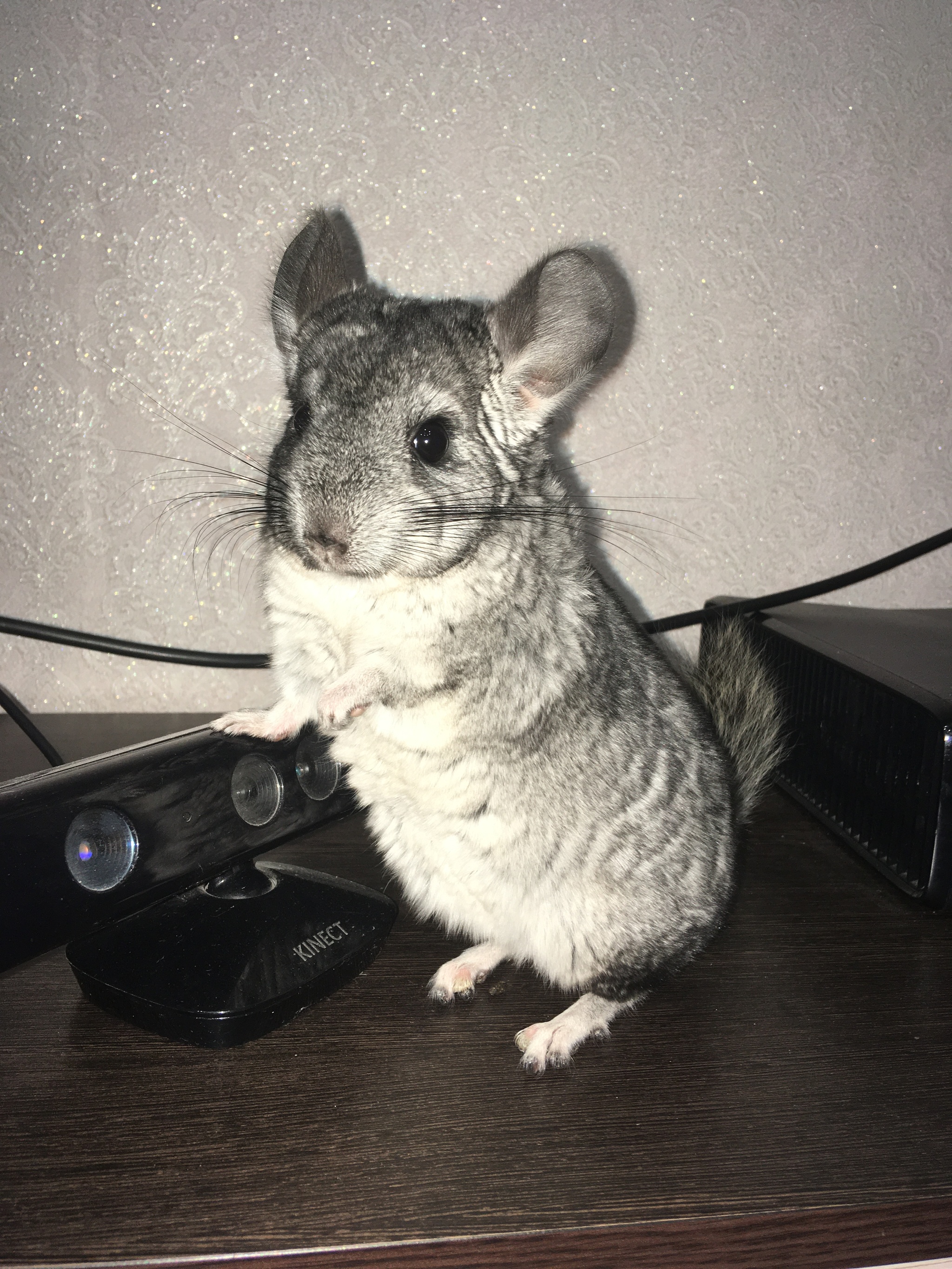 Chinchillas - My, Chinchilla, Posturing, beauty