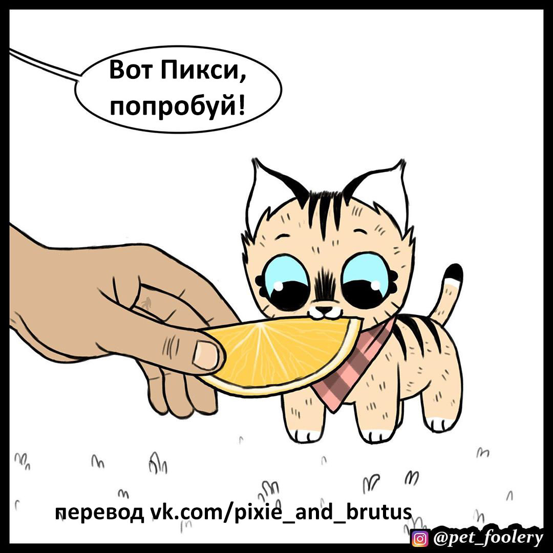 Лимон - Pet Foolery, Брут и Пикси, Комиксы, Длиннопост, Лимон