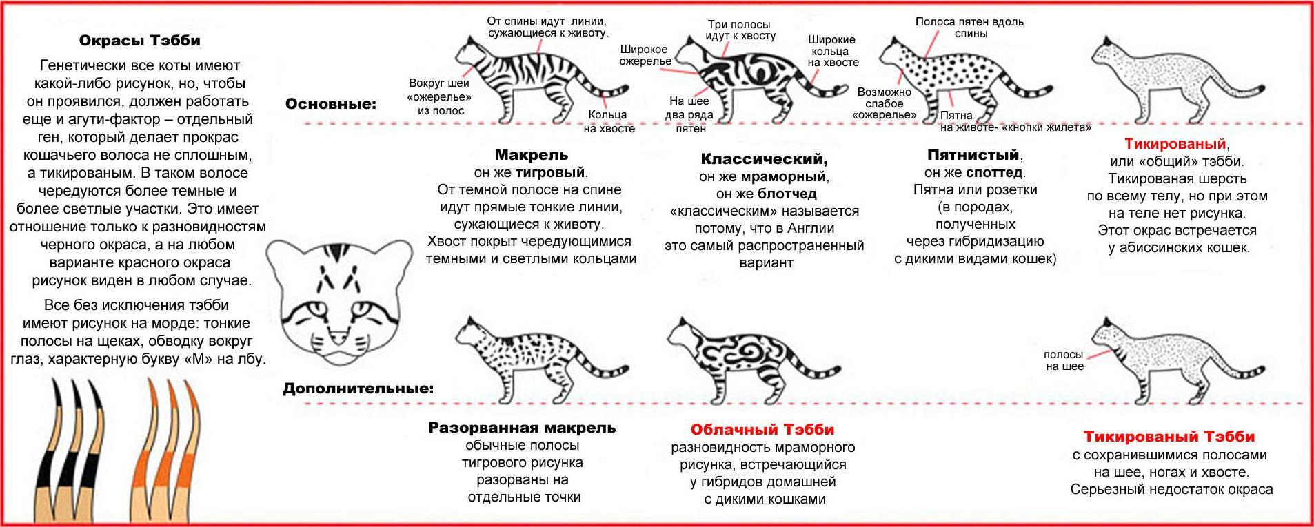 Потому что какого кот цвета