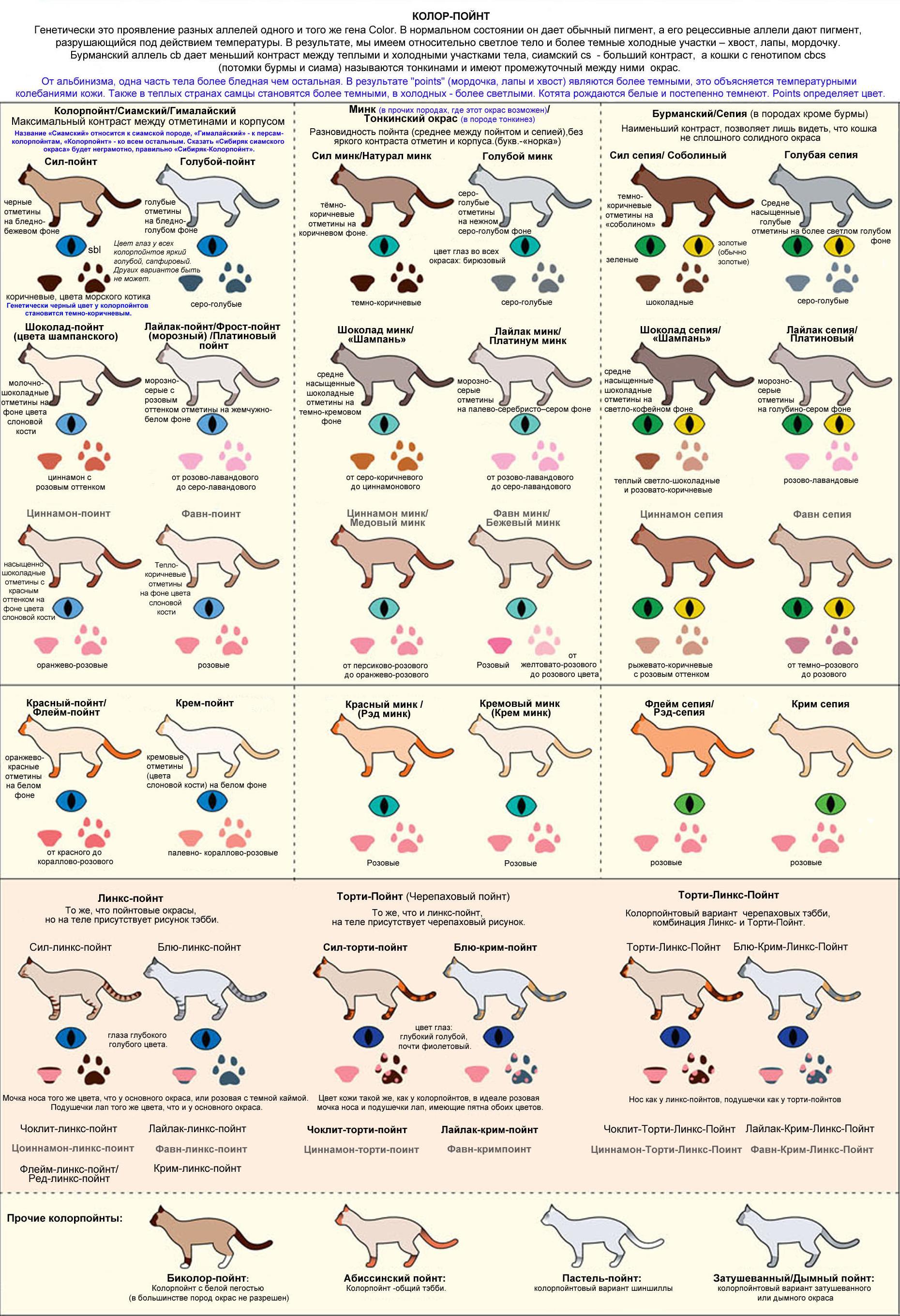Таблица генетики окрасов шотландских кошек