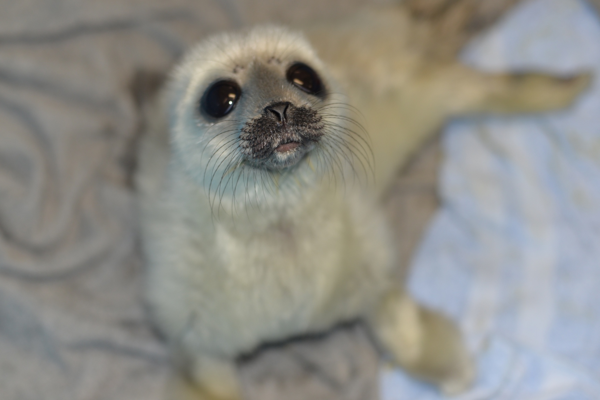 News about Baby Xenia - Milota, Seal, Ringed seal, Friends of the Baltic Seal Foundation, The photo, Longpost