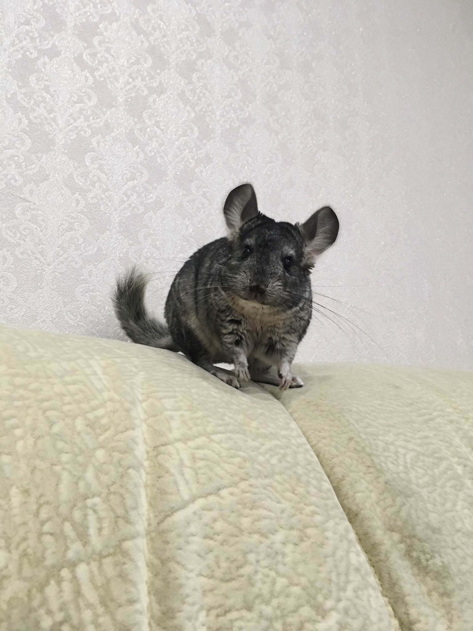 Chinchilla - My, Chinchilla, Pose, Milota, Relaxation, Longpost