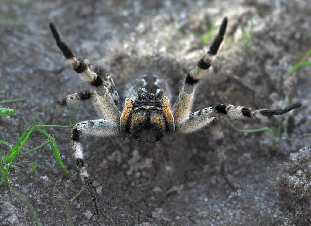 Мизгирь: Единственный русский тарантул — настоящий монстр! | Пикабу