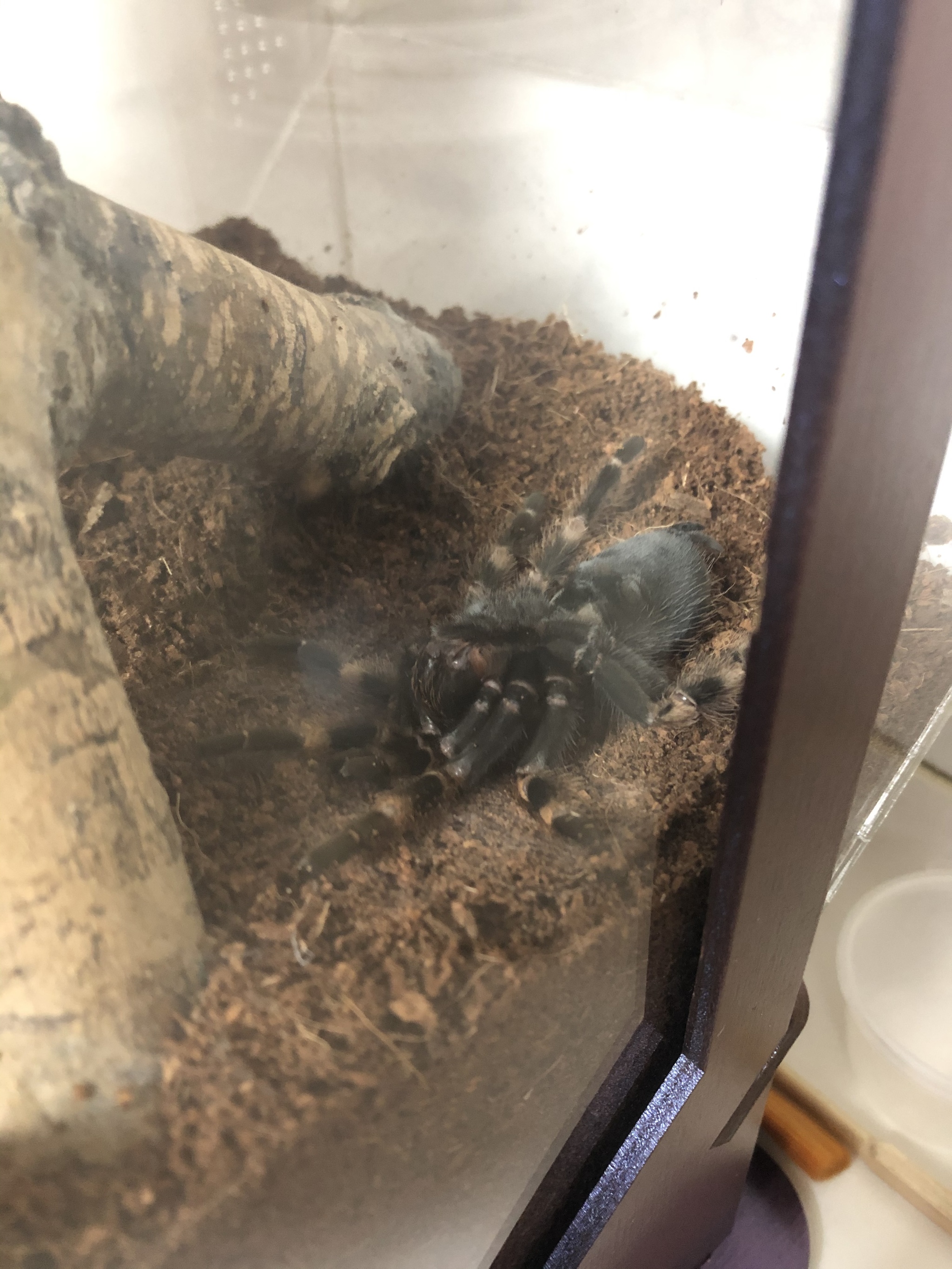 When you first see shedding - My, Spider, Molting, Care and maintenance, Arachnids, Video, Longpost, Brachypelma smithi