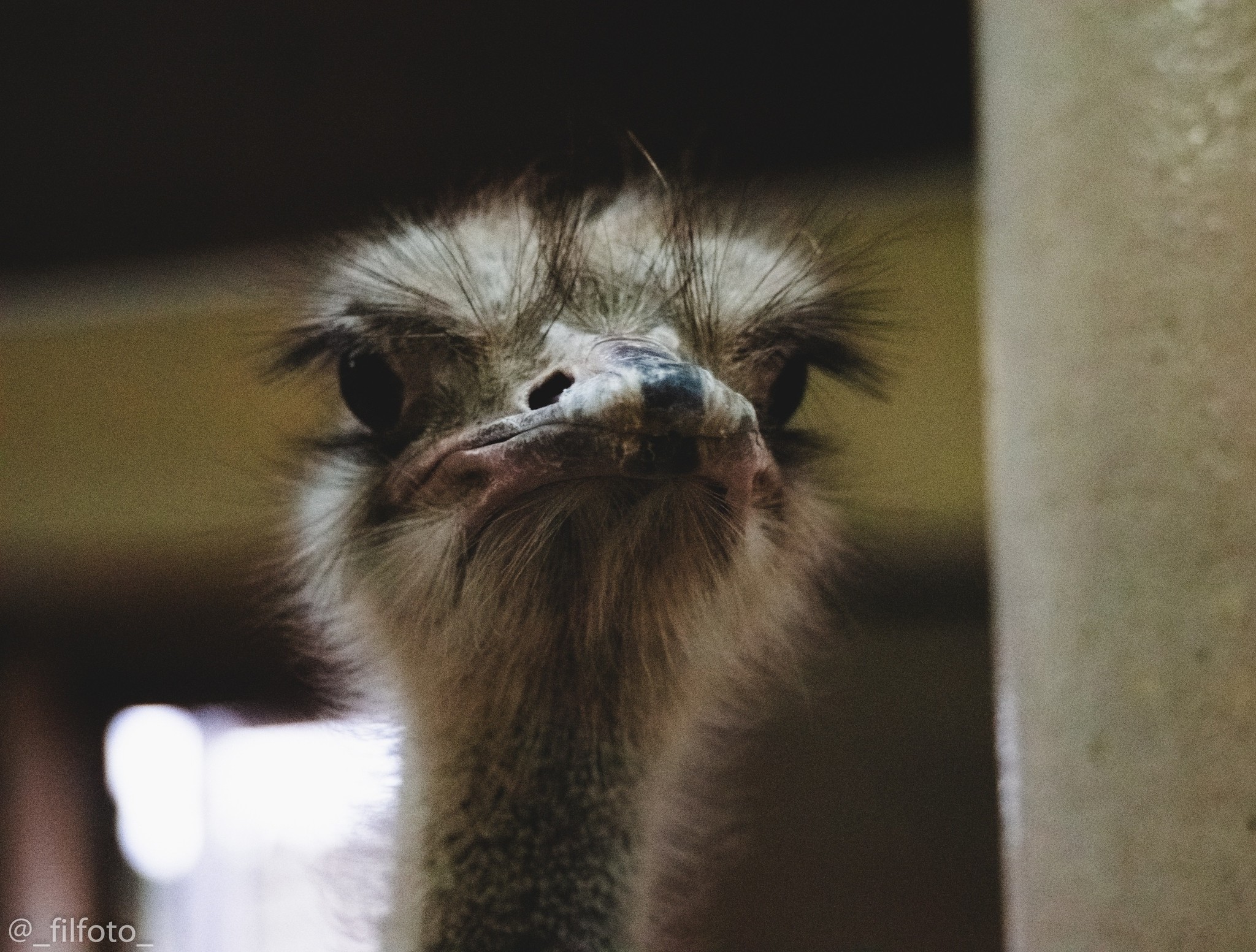 Going on a photo hunt to the zoo - My, Moscow Zoo, Zoo, Wild animals, The photo, Sony a99, Longpost