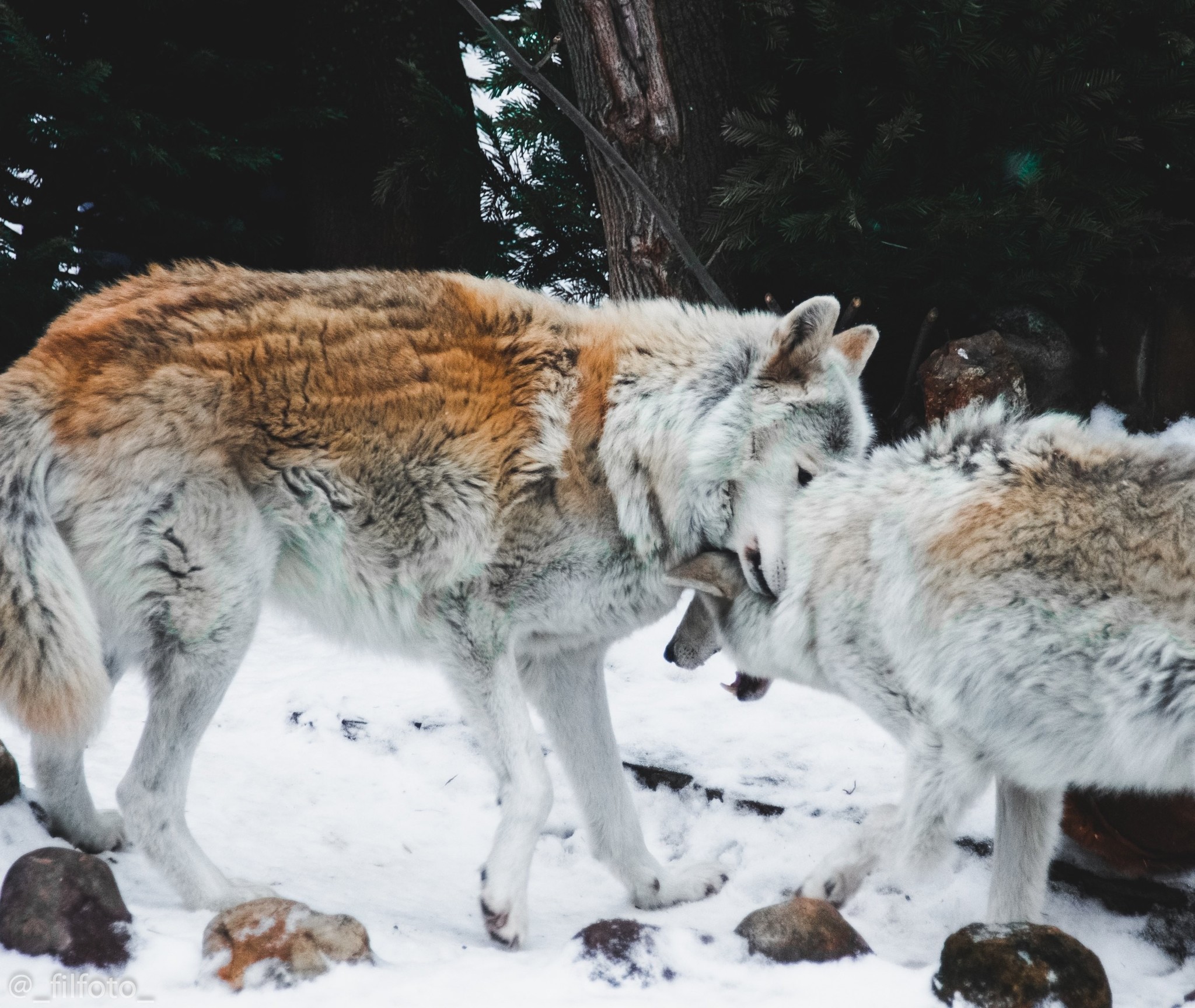 Going on a photo hunt to the zoo - My, Moscow Zoo, Zoo, Wild animals, The photo, Sony a99, Longpost