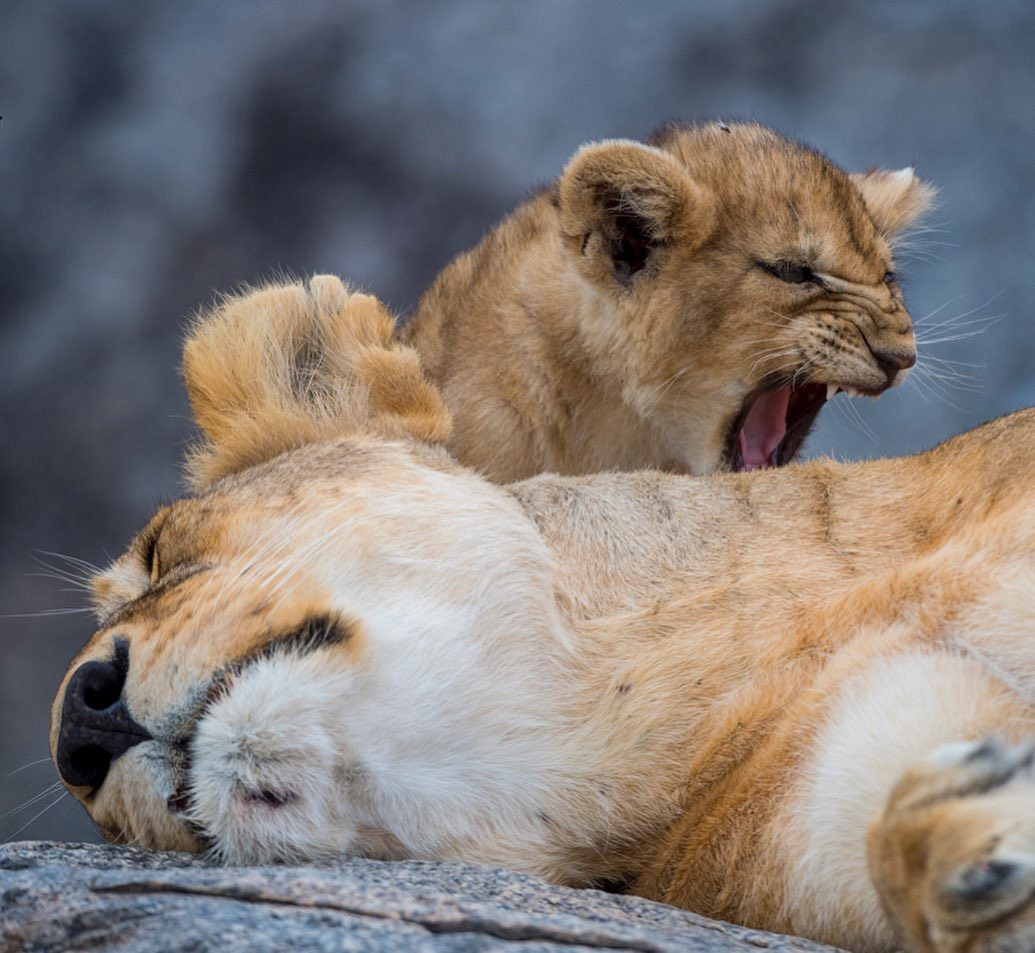 Kus - The photo, Animals, a lion, Young, Lion cubs, Big cats, Kus, Longpost, Milota