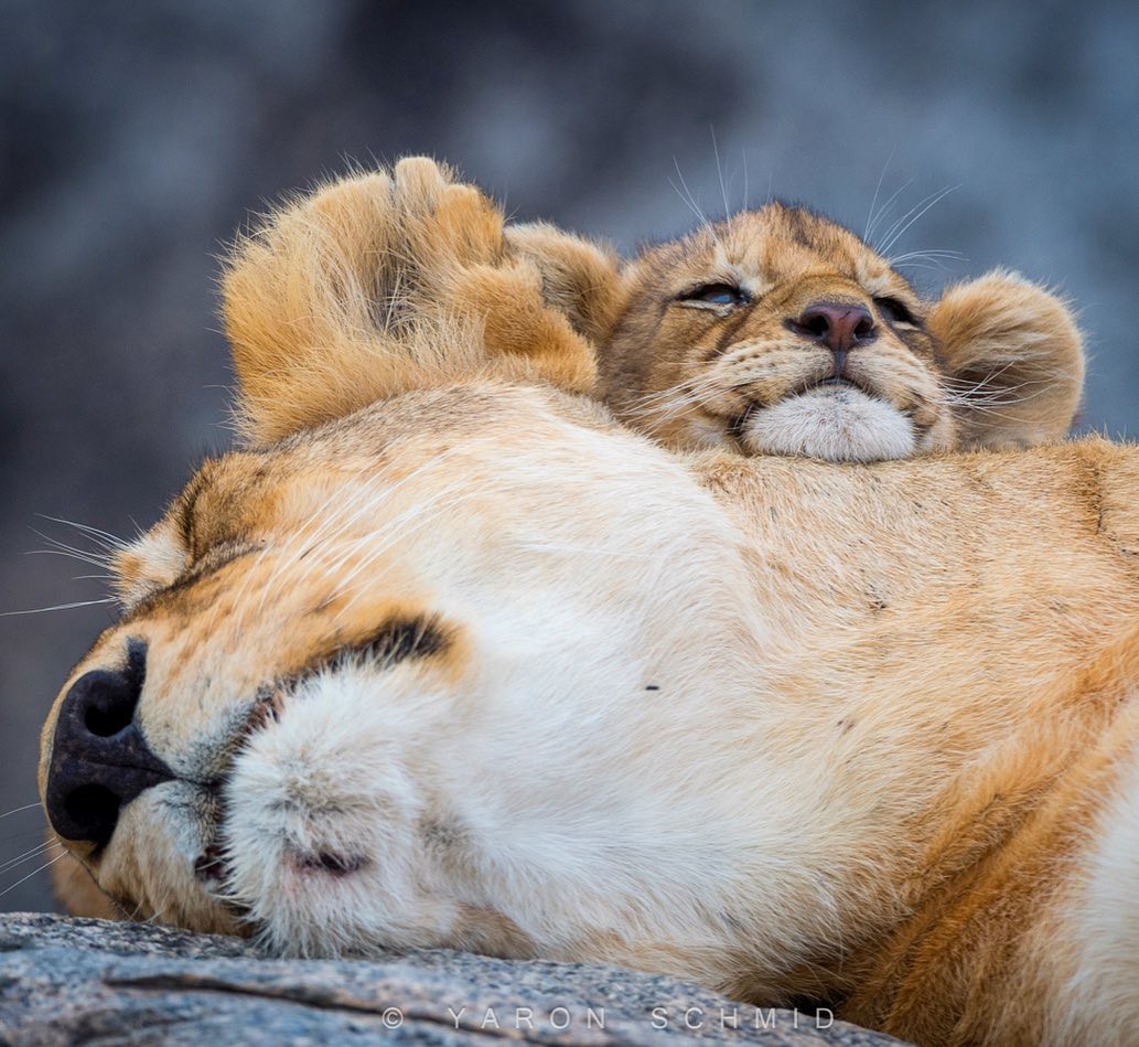 Kus - The photo, Animals, a lion, Young, Lion cubs, Big cats, Kus, Longpost, Milota