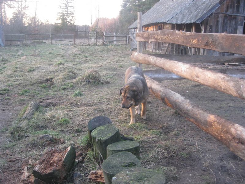 Дневник Шизокошки 38 - Моё, Котомафия, Кот, Собака, Шизокошка, Видео, Длиннопост