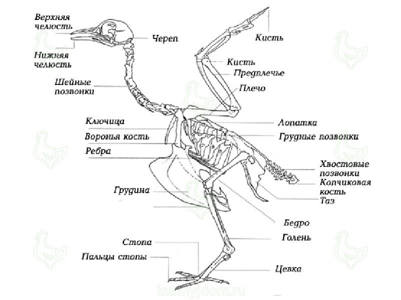 Where are the horse's elbows and knees? - My, Run, Running technique, Pureraces, Anatomy, Longpost, Horses