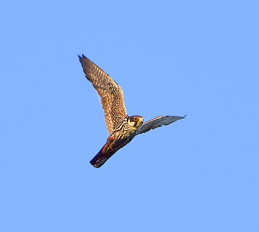 Hobby - My, Birds, Ornithology, Schelkovo, Nature, Photo hunting, Falcon, Hobby, Moscow region, Video, Longpost