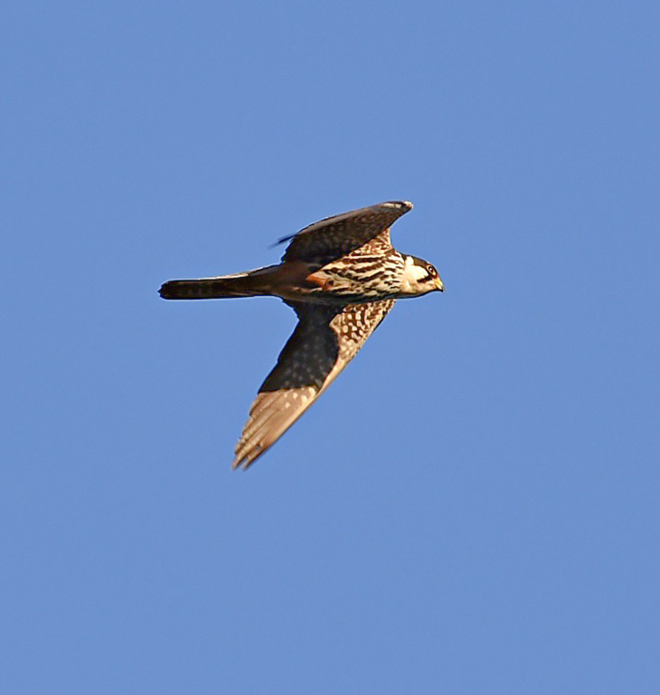 Hobby - My, Birds, Ornithology, Schelkovo, Nature, Photo hunting, Falcon, Hobby, Moscow region, Video, Longpost