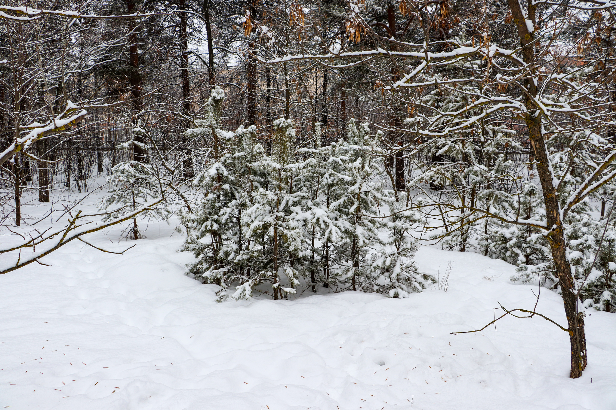 Winter - My, The photo, Dzerzhinsk, Winter, Coffee, McDonald's, Longpost