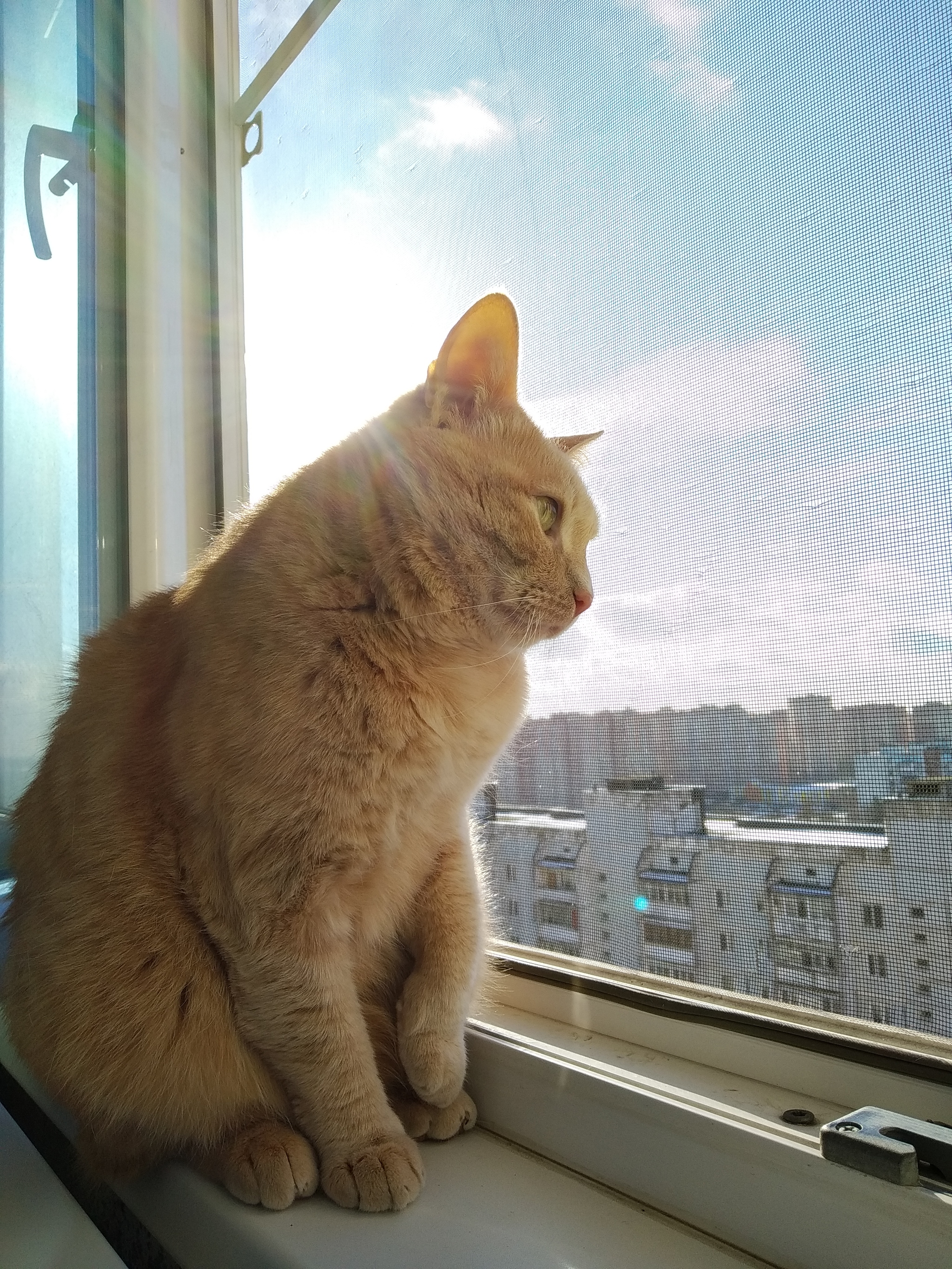 Waiting for Spring - My, cat, Catomafia, Mobile photography, Longpost