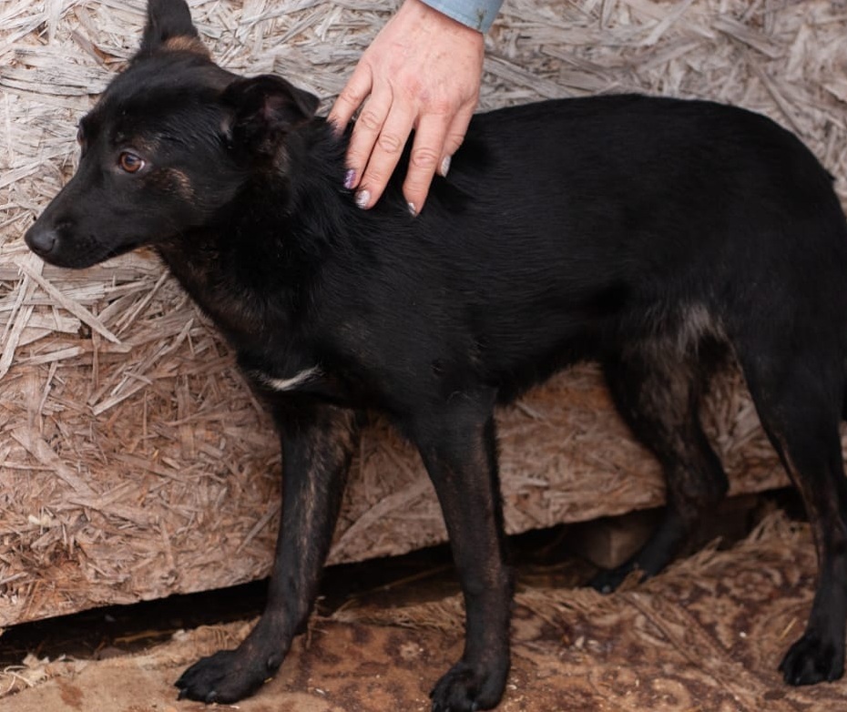 Meet our puppies - Agatha, Arnie and Aldo - My, Animal shelter, In good hands, Dog, Moscow, Help, No rating, Longpost