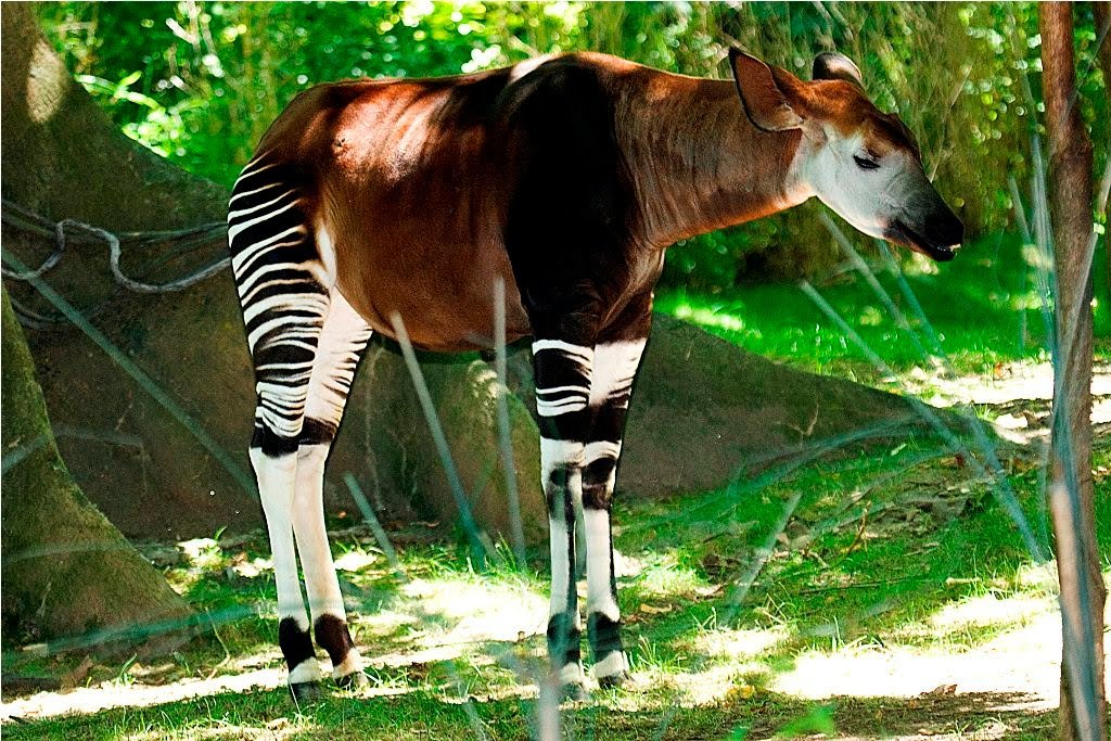 Is this a horse? Zebra? Giraffe? I present to your attention - Okapi - Okapi, Giraffe, Unusual, Congo, Zoology, zebra, Longpost