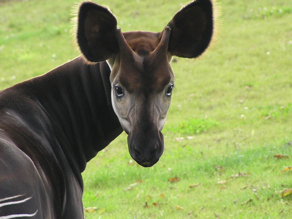 Is this a horse? Zebra? Giraffe? I present to your attention - Okapi - Okapi, Giraffe, Unusual, Congo, Zoology, zebra, Longpost