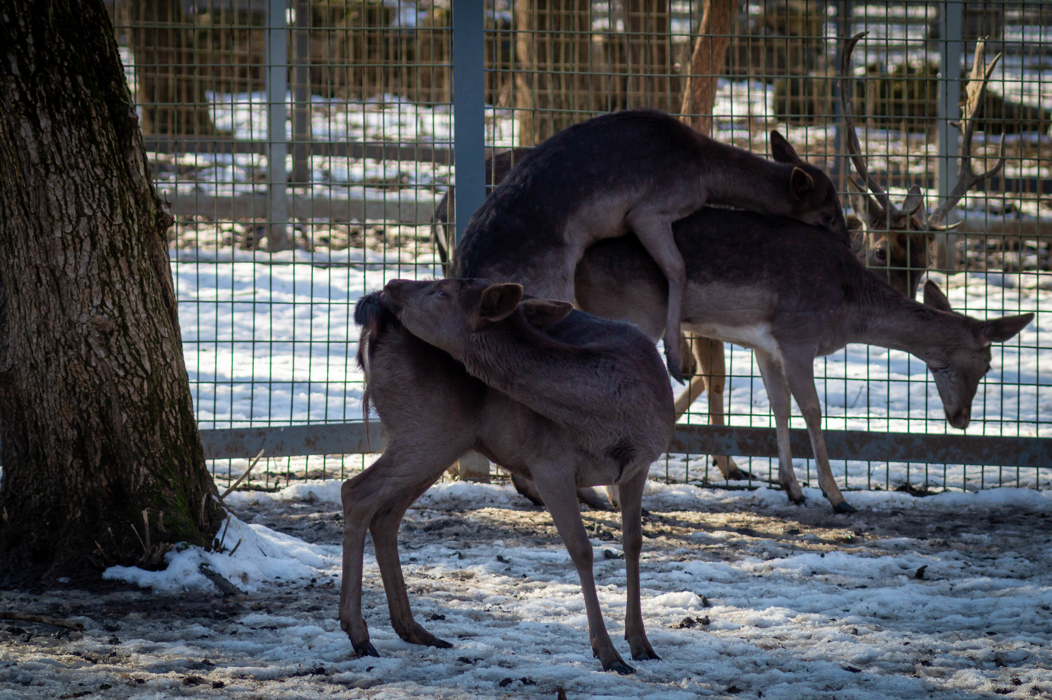 Winter. Rostov-on-Don. Zoo - My, Rostov-on-Don, Zoo, I want criticism, Longpost, Animals, Birds, The photo