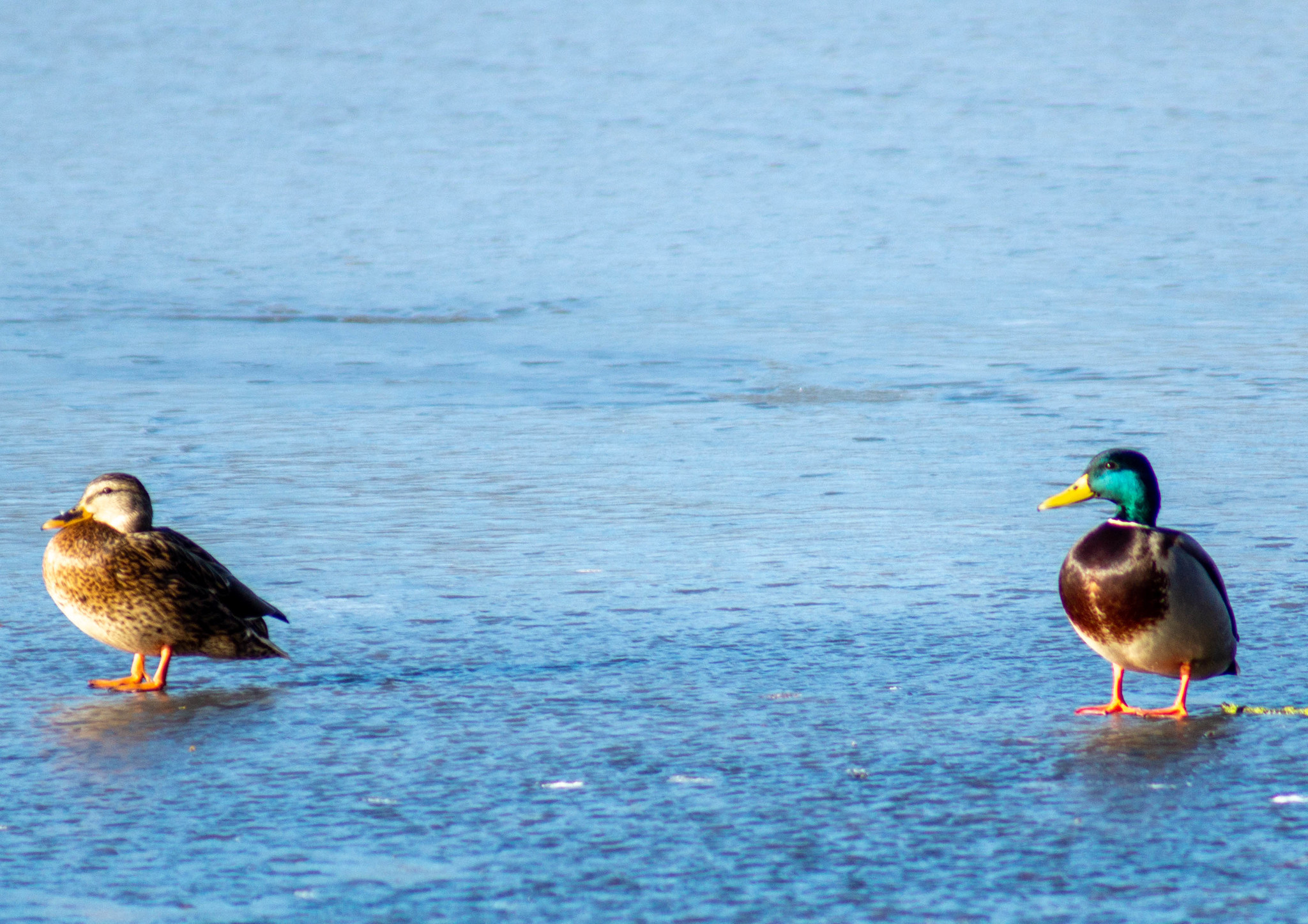 Winter. Rostov-on-Don. Zoo - My, Rostov-on-Don, Zoo, I want criticism, Longpost, Animals, Birds, The photo