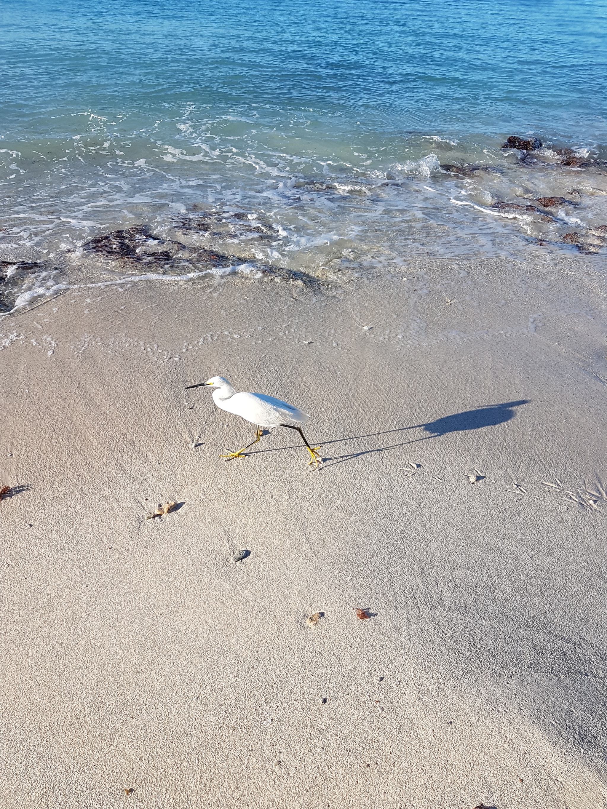 Heron from Haiti - My, Photo on sneaker, Dominican Republic, Birds, Samsung galaxy s7