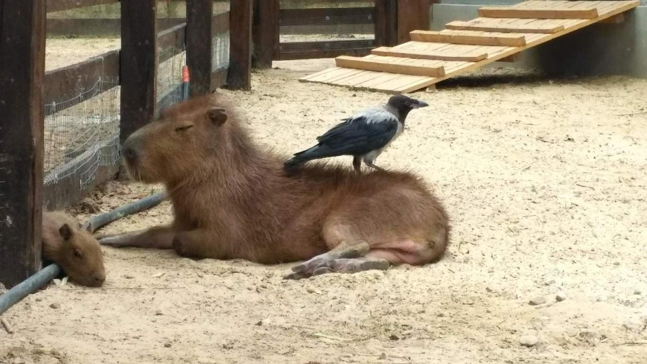 How I worked at the zoo, episode two - My, Tapir, Mara, Capybara, Magpie, Crow, Battleship, Porcupine, Video, GIF, Longpost