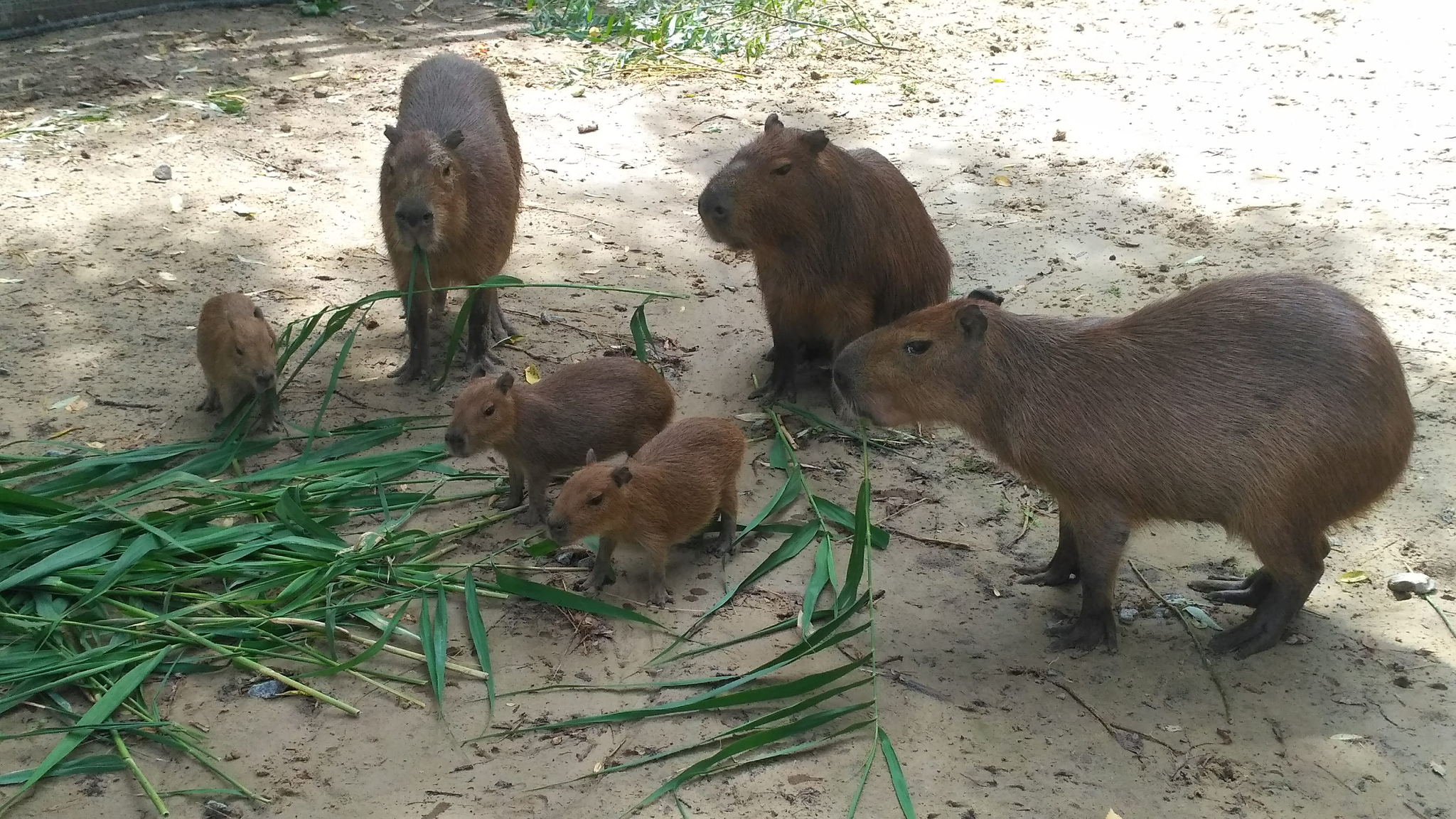 How I worked at the zoo, episode two - My, Tapir, Mara, Capybara, Magpie, Crow, Battleship, Porcupine, Video, GIF, Longpost