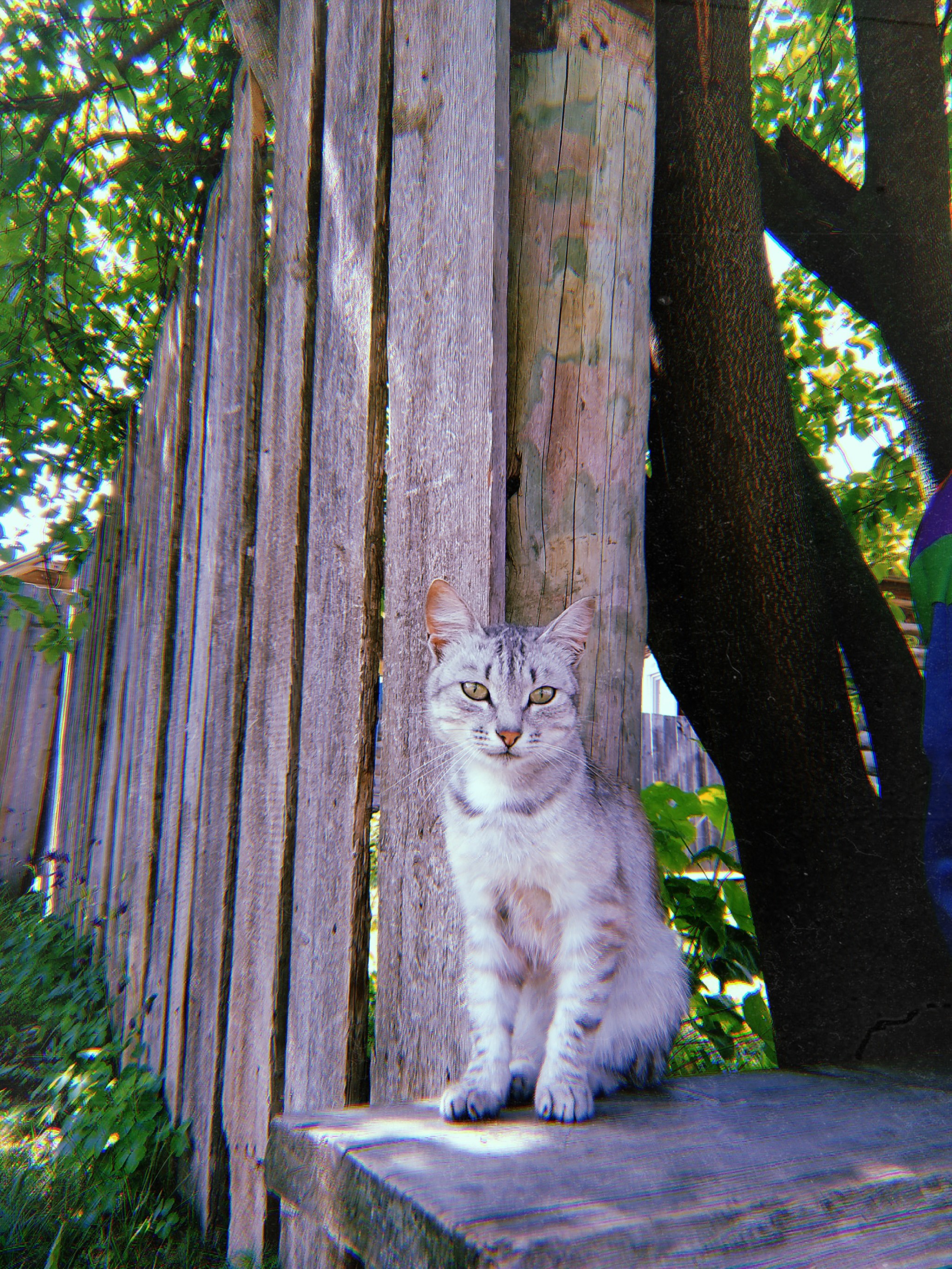 Summer at home - Summer, House, Village, cat, Relaxation, Longpost