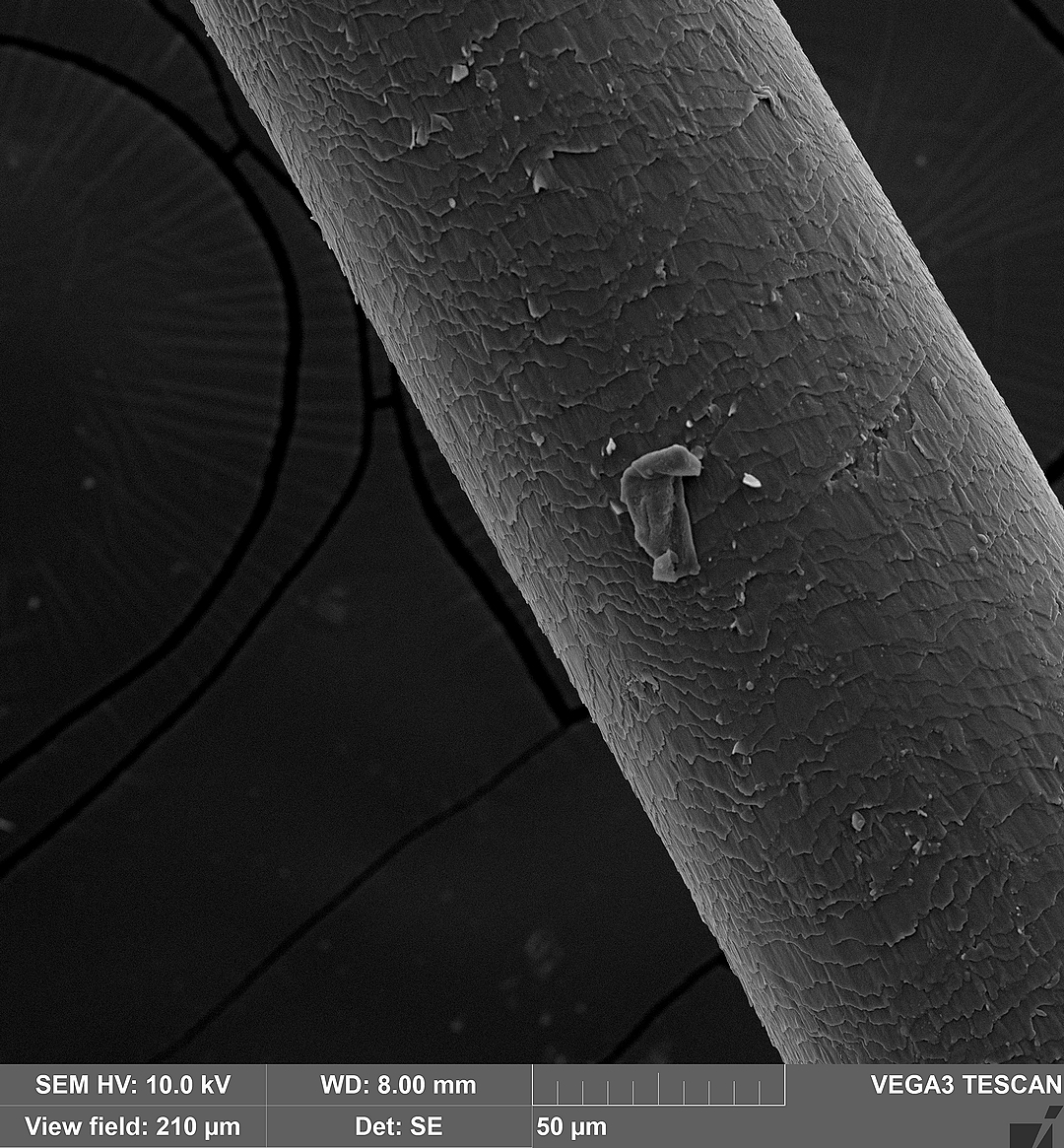 Post #7239261 - My, Macro photography, Microfilming, Усы, cat, Electron microscope