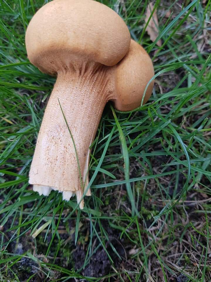 Need help from mushroom pickers without perverts - Mushrooms, Oddities, Longpost