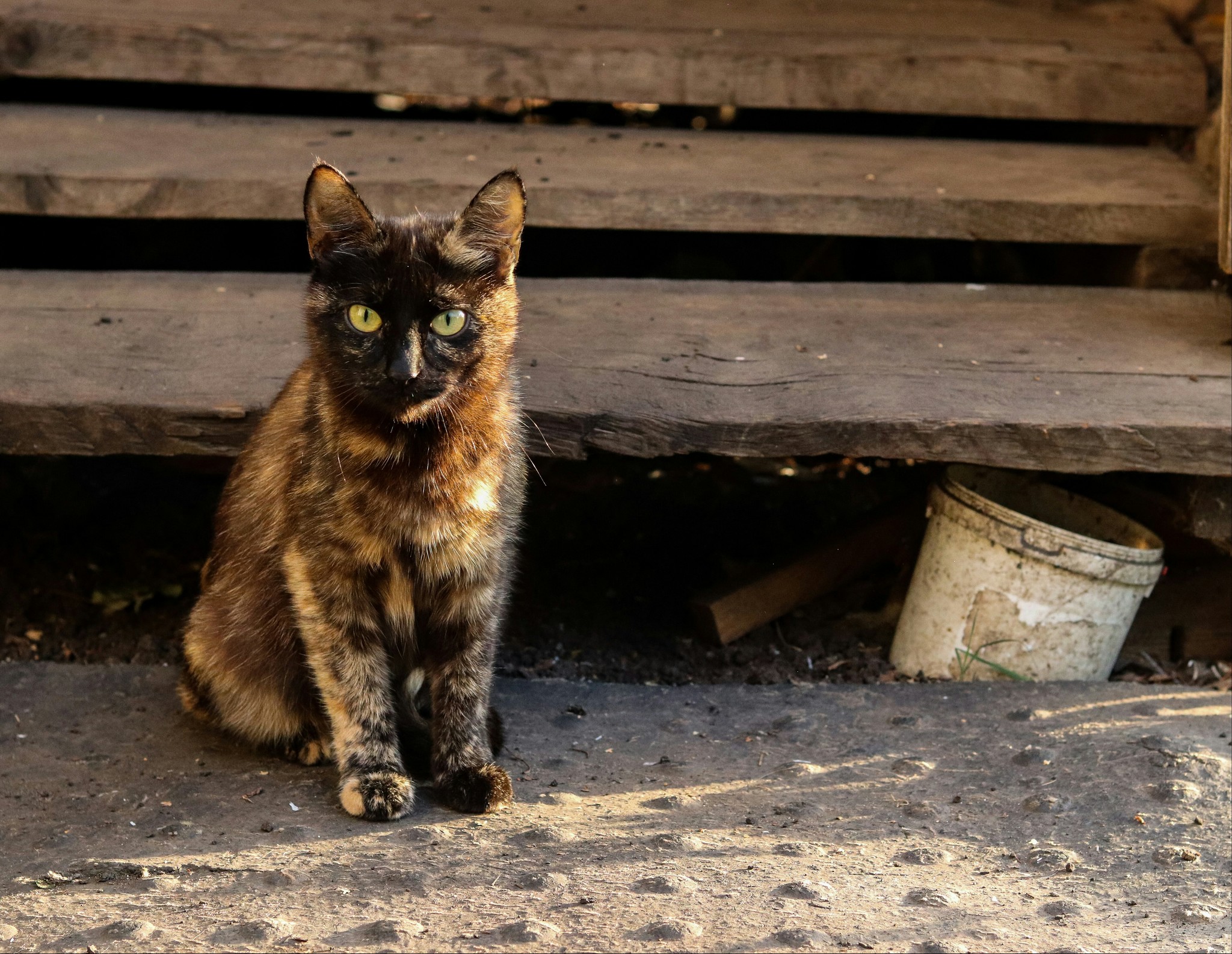 Деревенские коты - Моё, Кот, Котомафия, Длиннопост