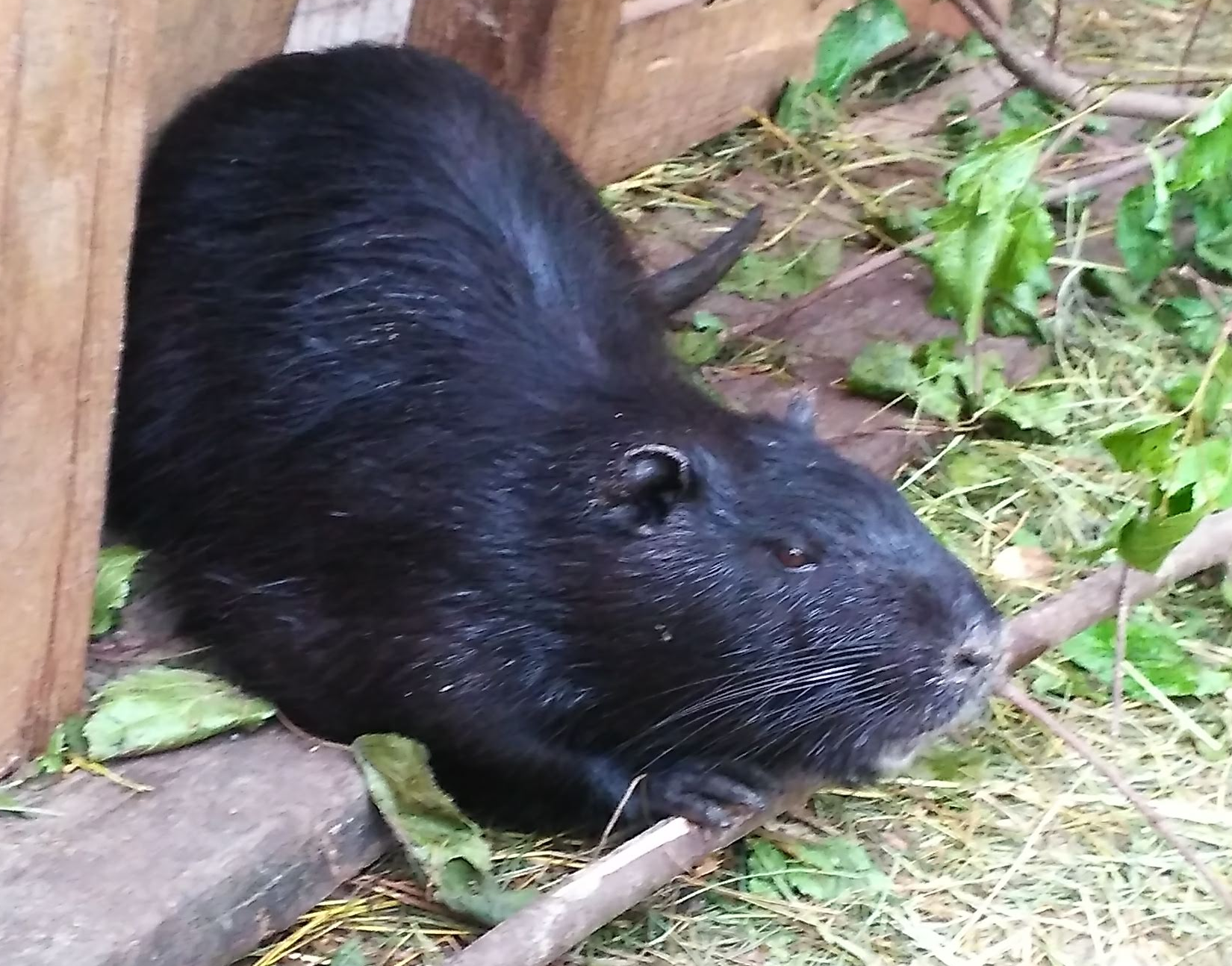 How I worked at the zoo, episode three - My, Tapir, Capybara, Nutria, Video, GIF, Zoo, Longpost