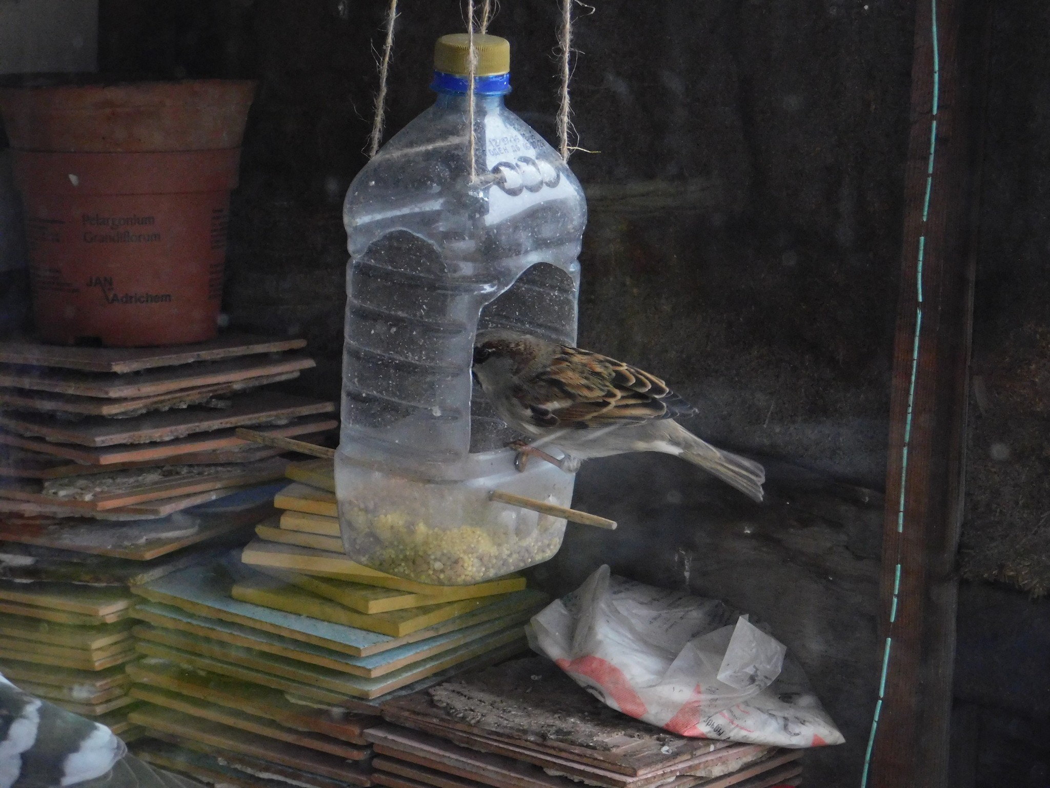 House sparrows on the balcony - My, Sparrow, Bird watching, Saint Petersburg, Ornithology, Longpost